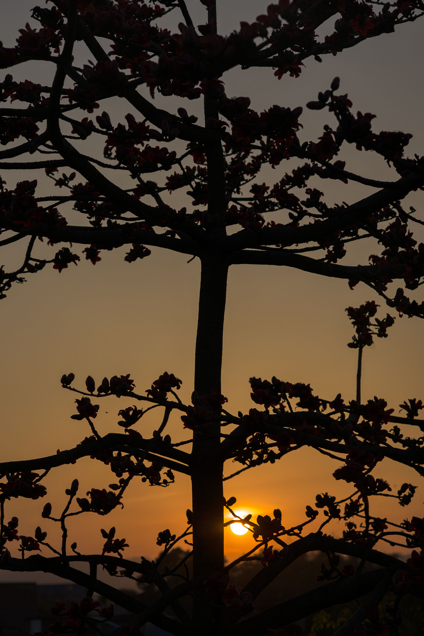 Leica APO-Summicron-M 90mm F2 ASPH sample photo