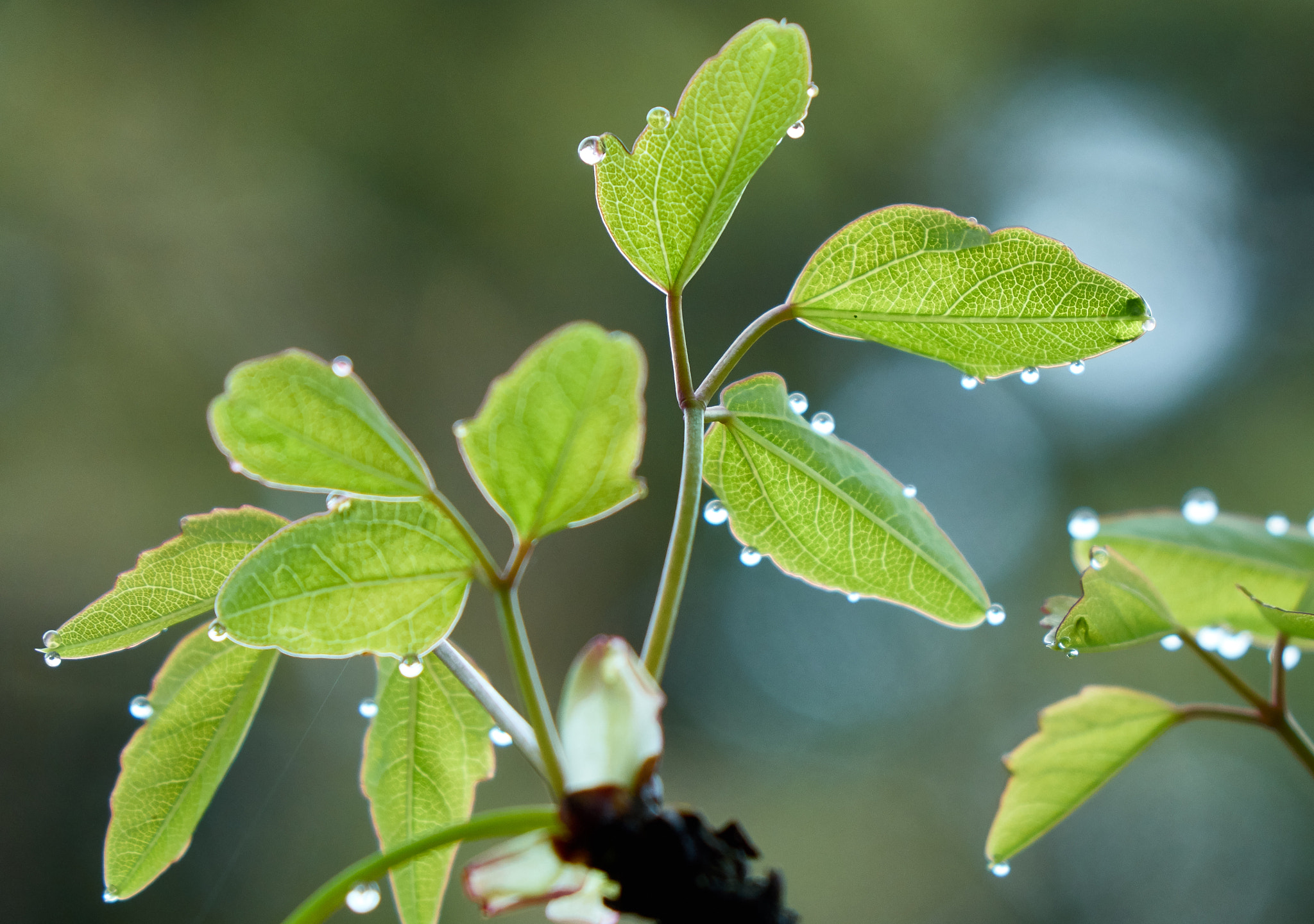 Sony Cyber-shot DSC-RX10 sample photo. Raindrops on the leaf photography