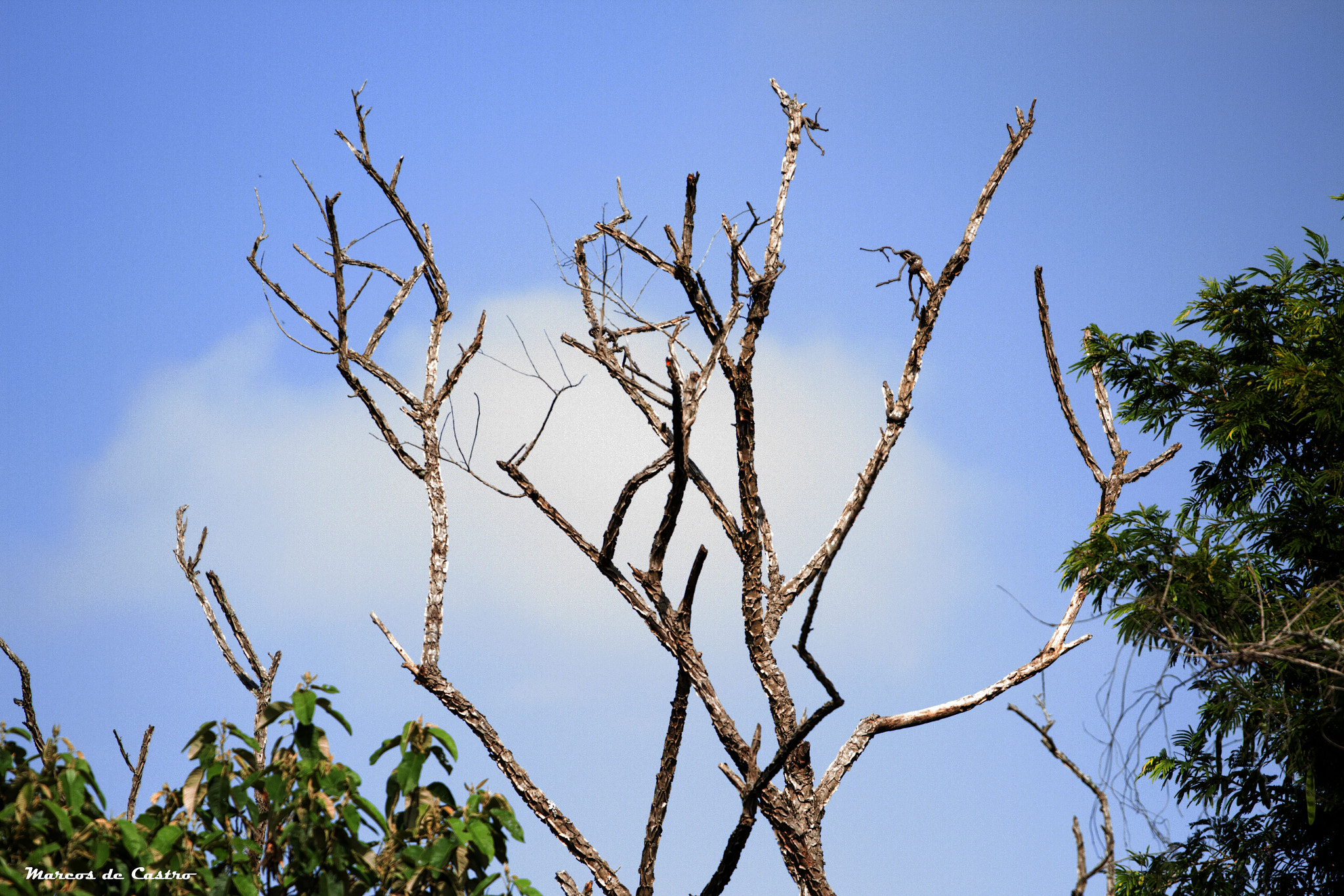 Canon EOS 700D (EOS Rebel T5i / EOS Kiss X7i) sample photo. Tree photography