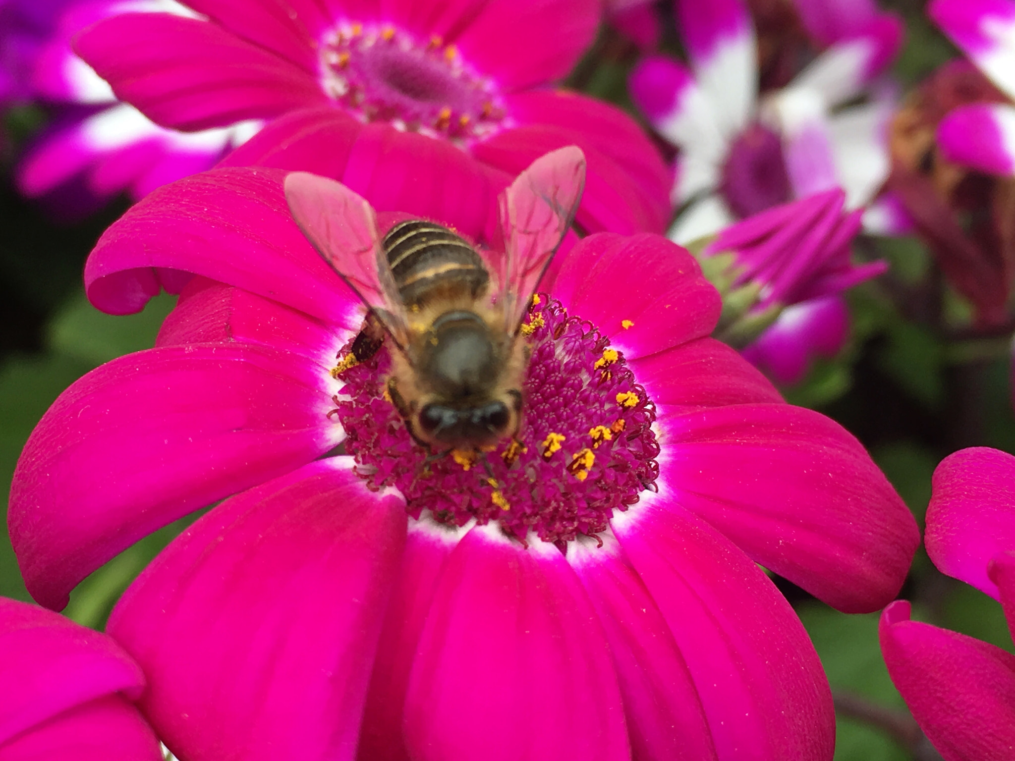 Apple iPhone8,1 sample photo. Tiny bee photography