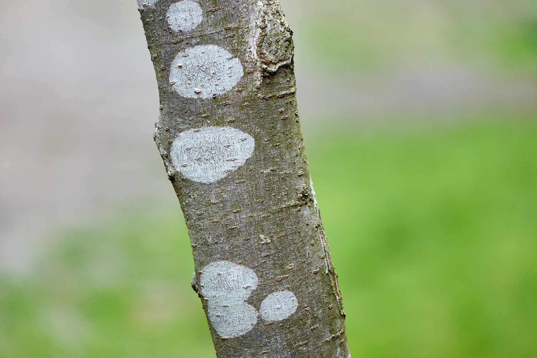 Sony Cyber-shot DSC-RX10 + Sony Cyber-shot DSC-RX10 sample photo. Textured branch photography