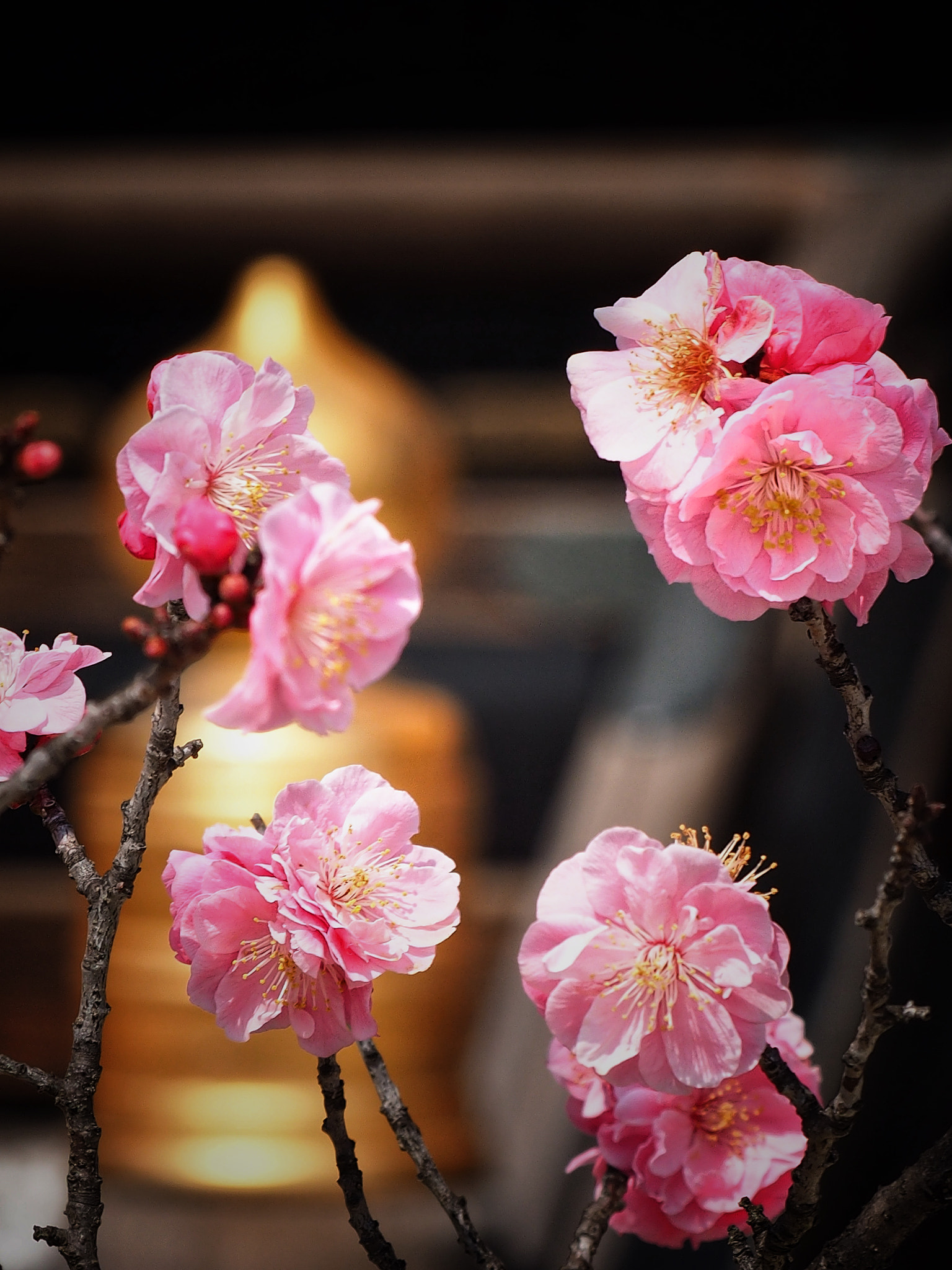 Olympus OM-D E-M1 sample photo. Spring in japan photography