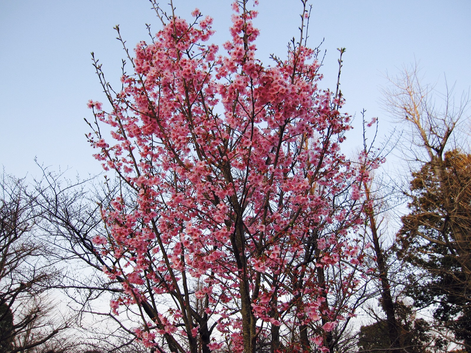 Canon PowerShot SD960 IS (Digital IXUS 110 IS / IXY Digital 510 IS) sample photo. Taiwan cherry in yokohama photography