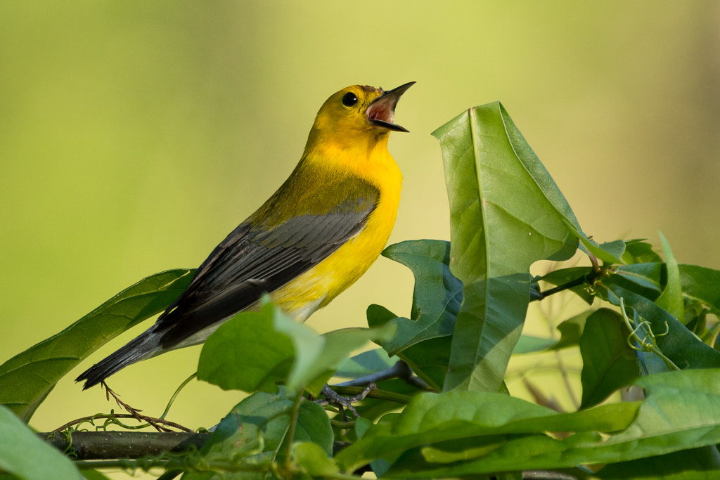 Nikon AF-S Nikkor 200-500mm F5.6E ED VR sample photo. Prothonotory warbler photography