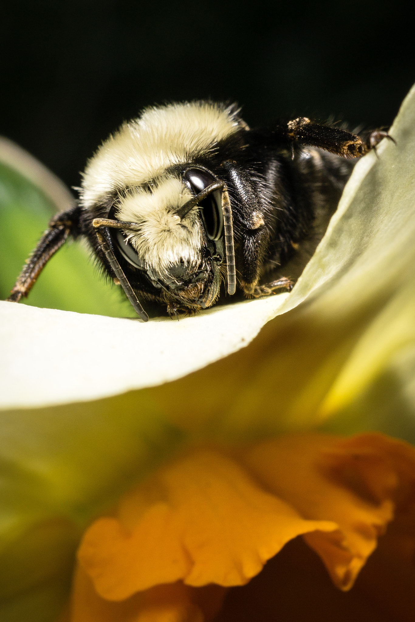 Sigma 30mm F2.8 EX DN sample photo. Bumblebee. seattle, washington. photography