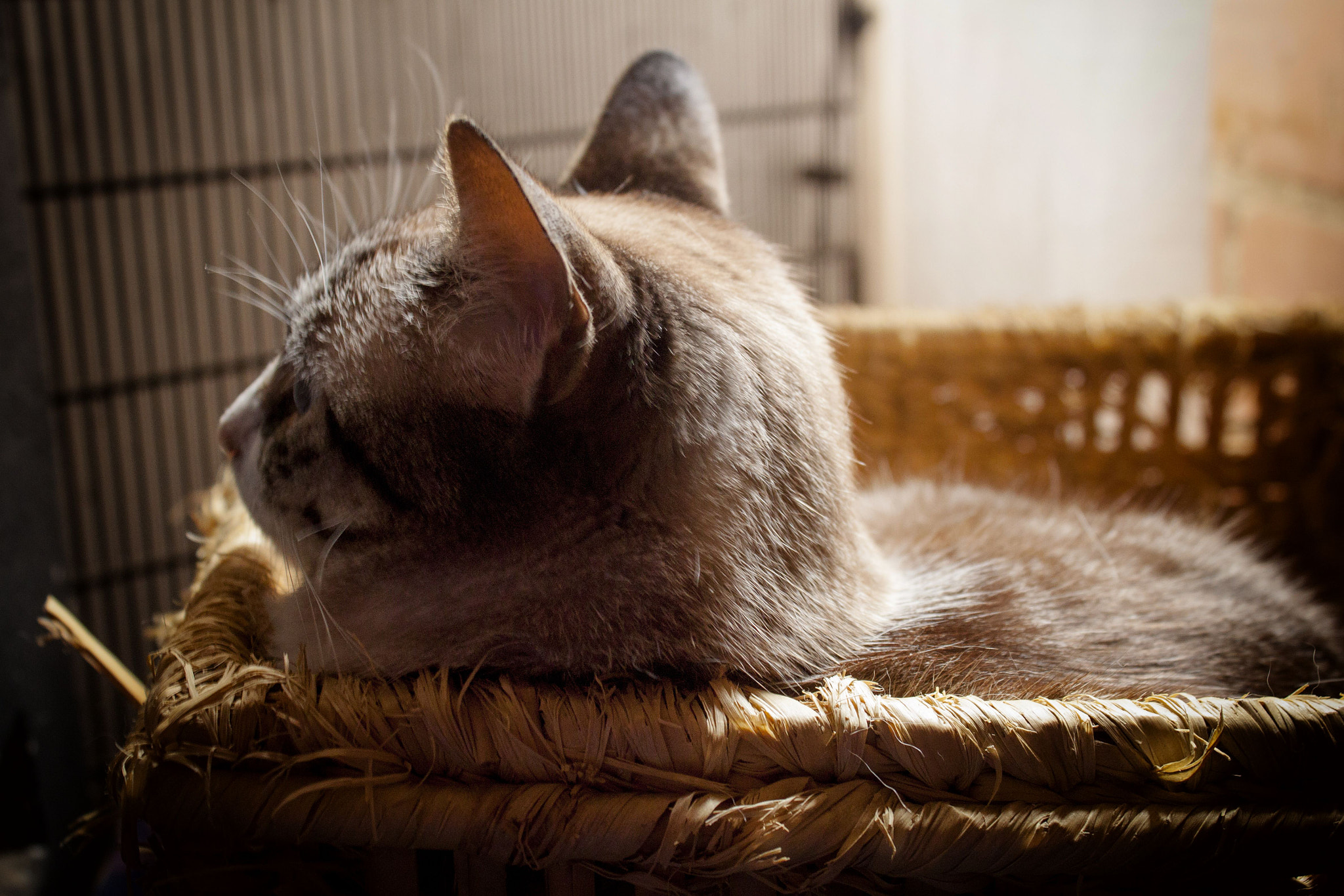 Canon EF-S 18-55mm F3.5-5.6 IS sample photo. Resting photography