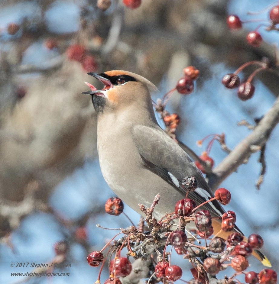 Canon EOS 7D Mark II + Canon EF 500mm F4L IS USM sample photo. "say ahhh!" photography