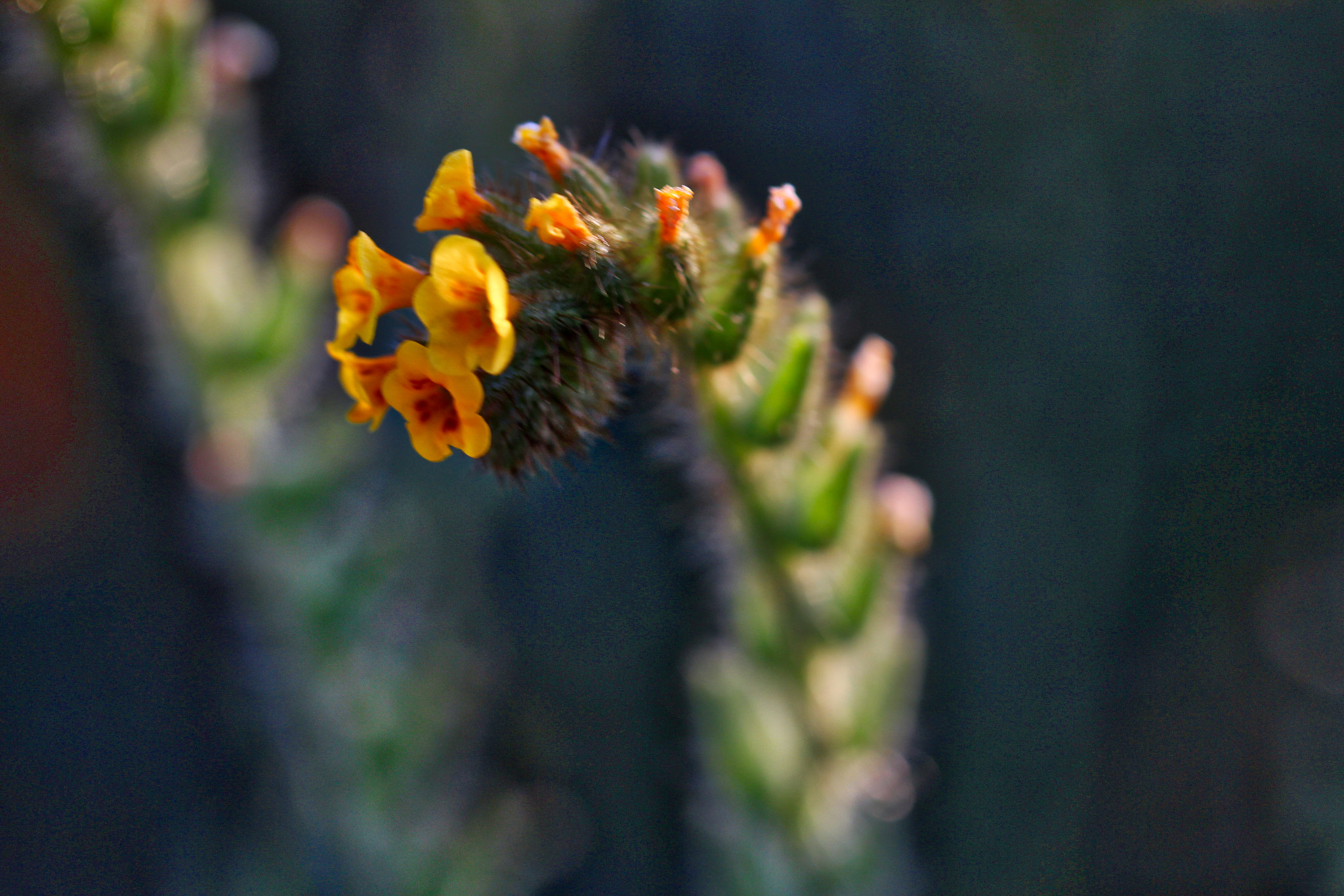 Canon EF 100mm F2.8L Macro IS USM sample photo. Fiddlehead photography