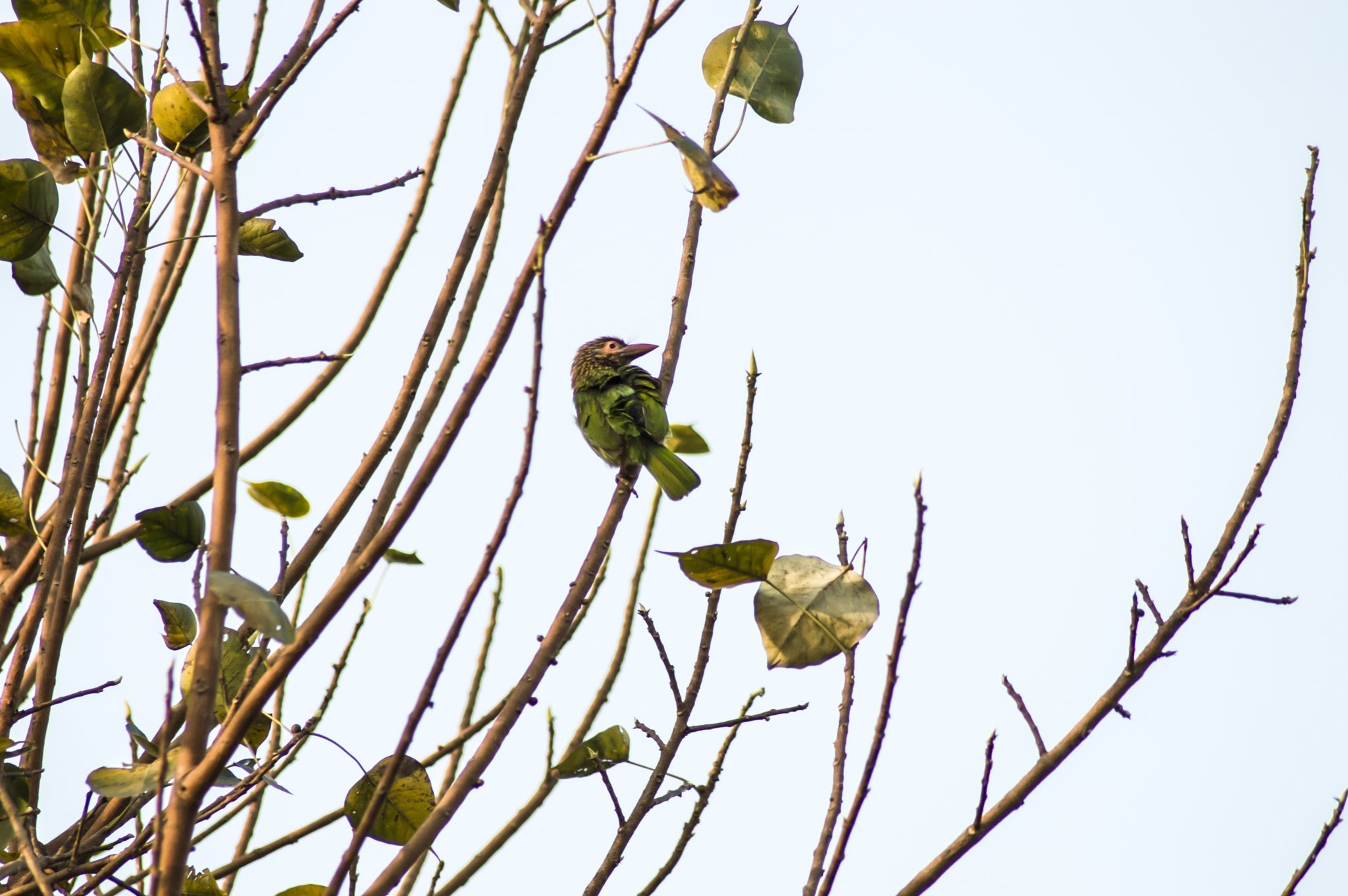Nikon D3200 sample photo. Nice bird photography