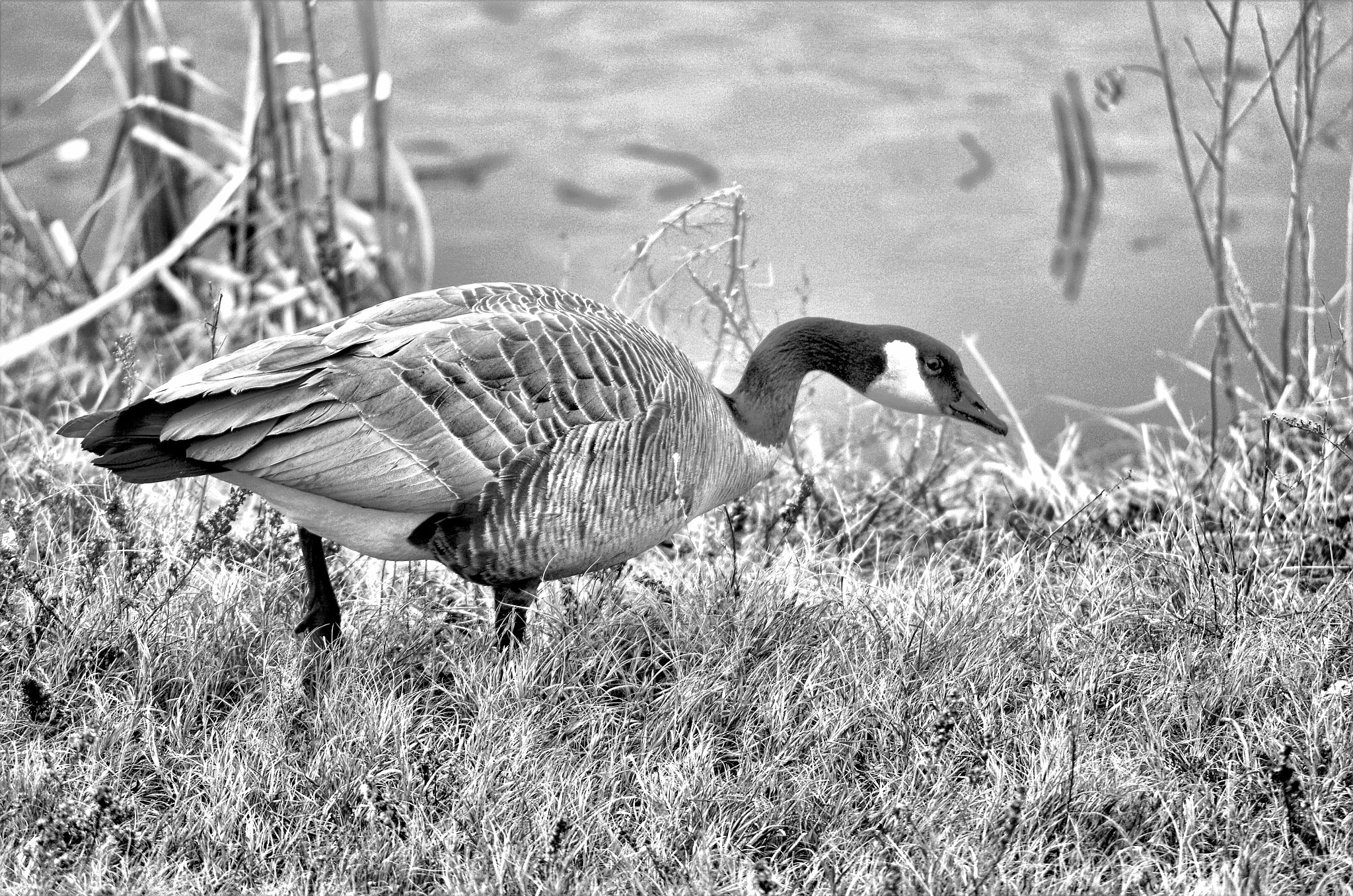 smc PENTAX-DA L 55-300mm F4-5.8 ED sample photo. Wild photography