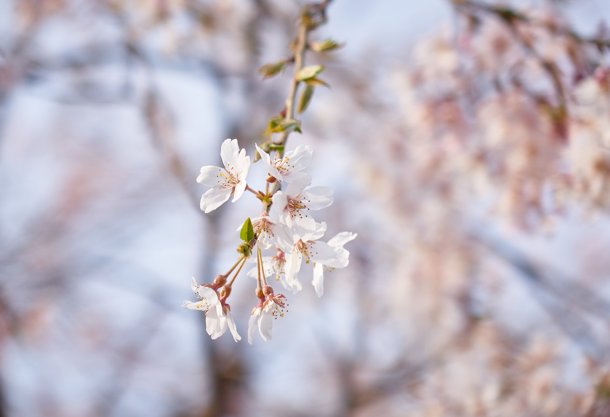 Sony Cyber-shot DSC-RX10 sample photo. Flower blooming in spring photography