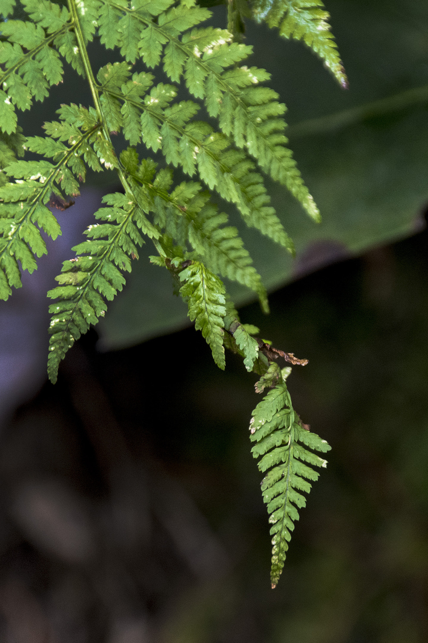 Sigma 18-250mm F3.5-6.3 DC Macro OS HSM sample photo. Dsc photography