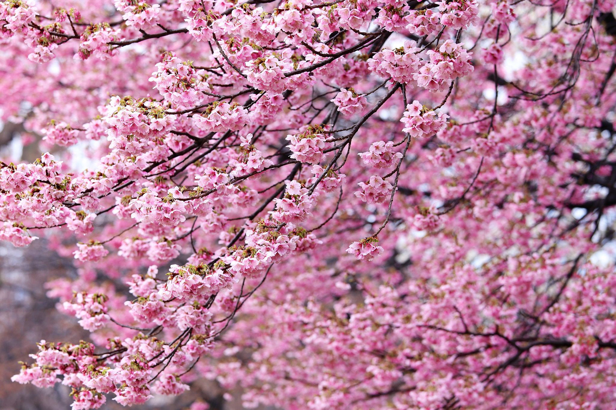 Canon EOS 6D + Canon EF 70-200mm F4L IS USM sample photo. Sakura photography