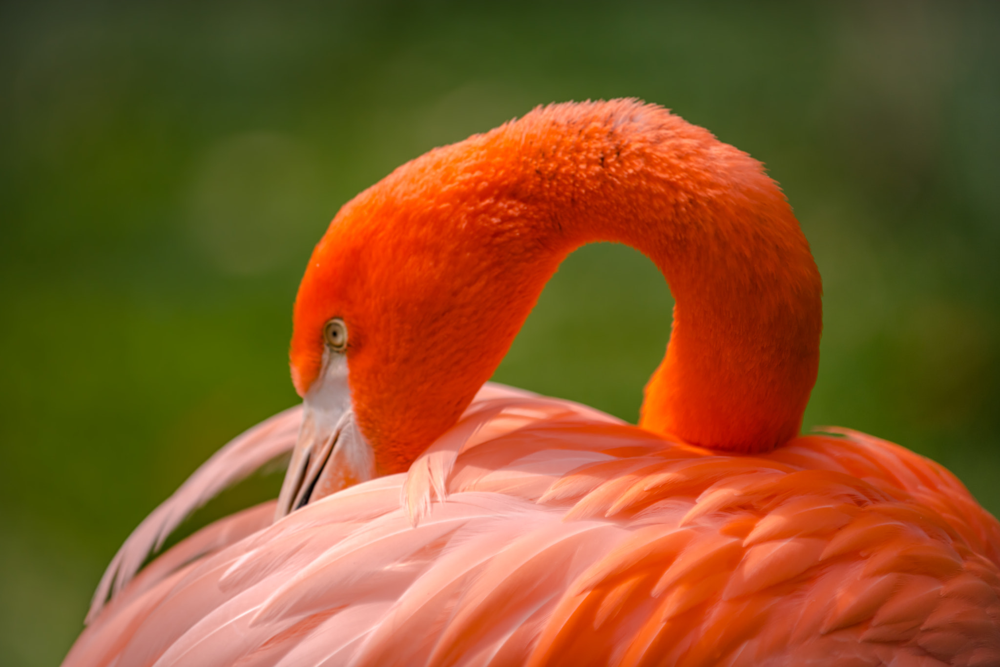 Nikon D5 sample photo. Flamingos photography