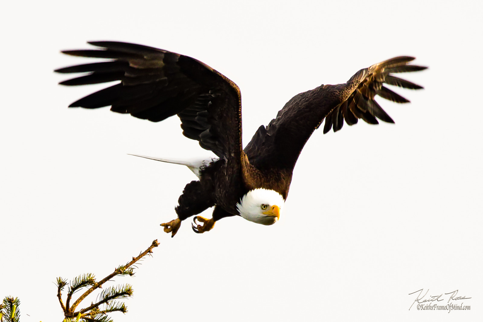 Canon EOS 5DS sample photo. 266. bald eagle lifting off photography