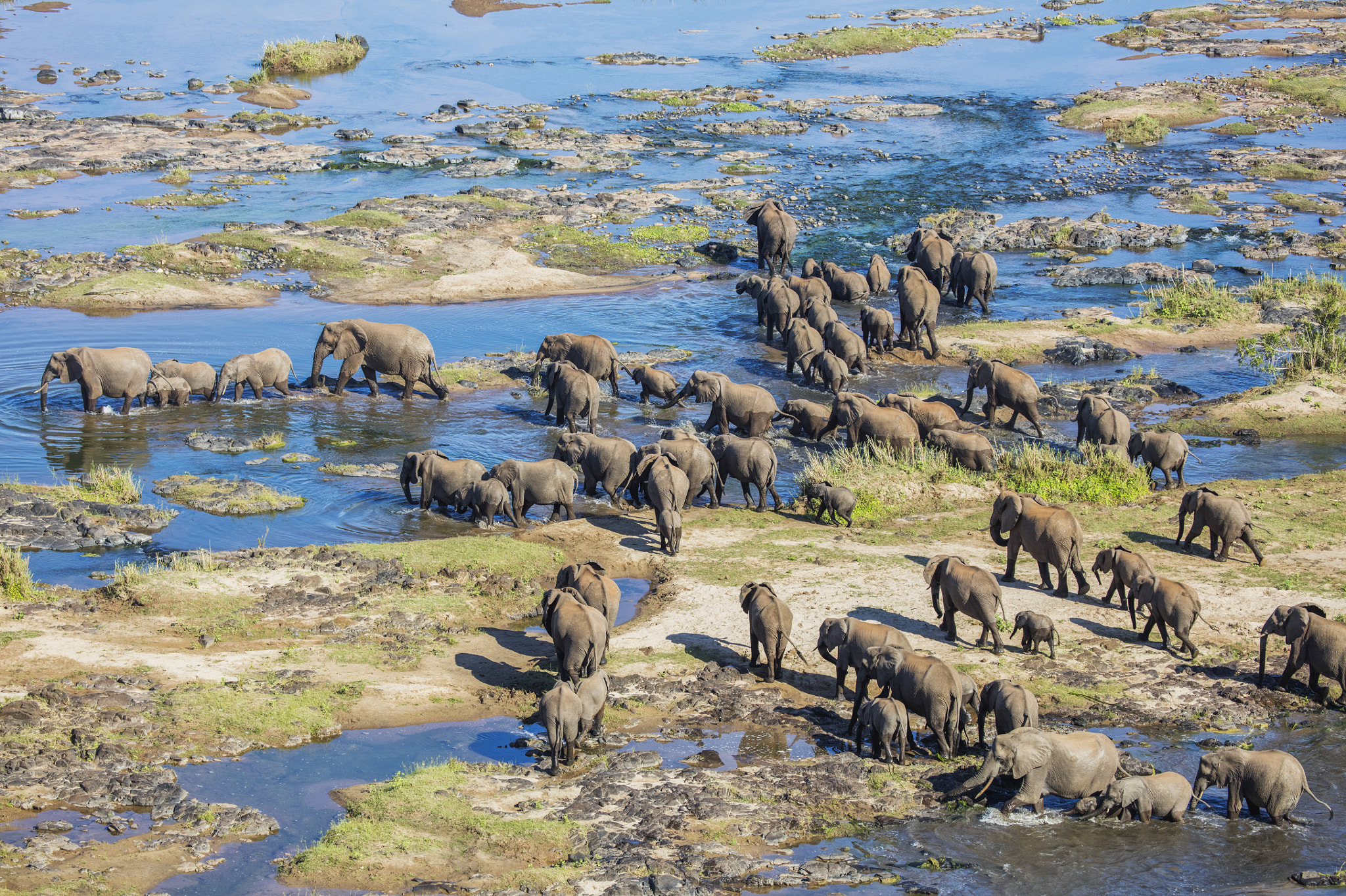 Canon EOS 5DS R sample photo. Elephants crossing the olifants river photography