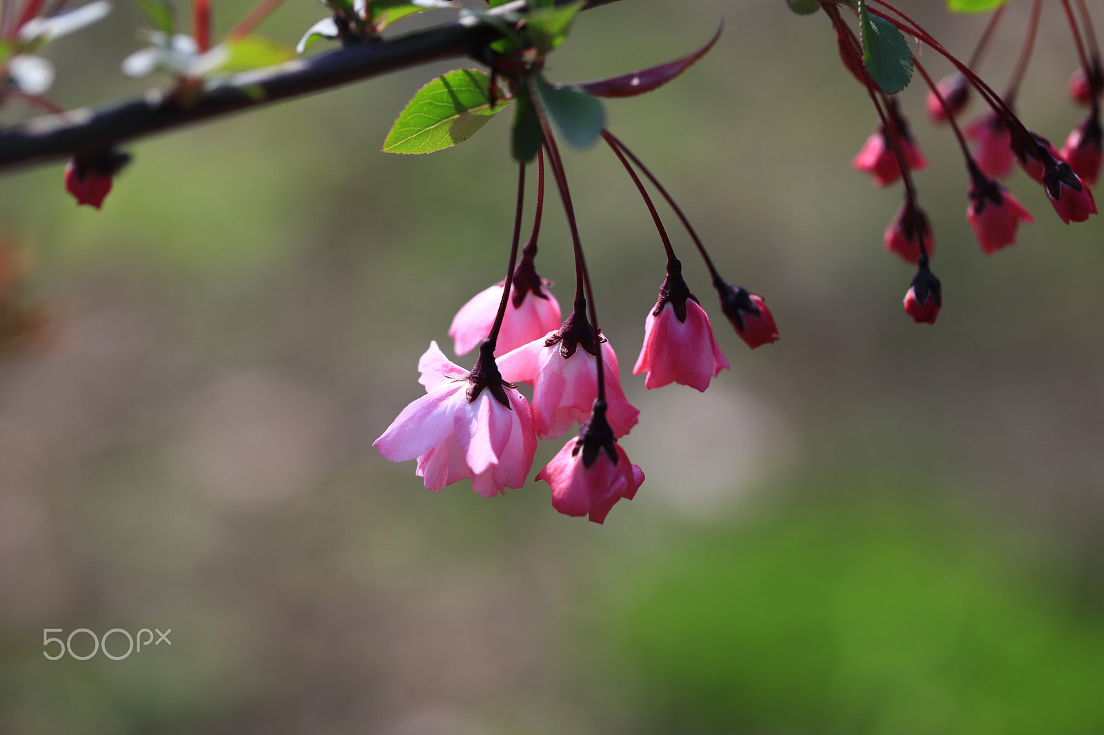 Canon EF 100mm F2.8L Macro IS USM sample photo. Hall crabapple photography