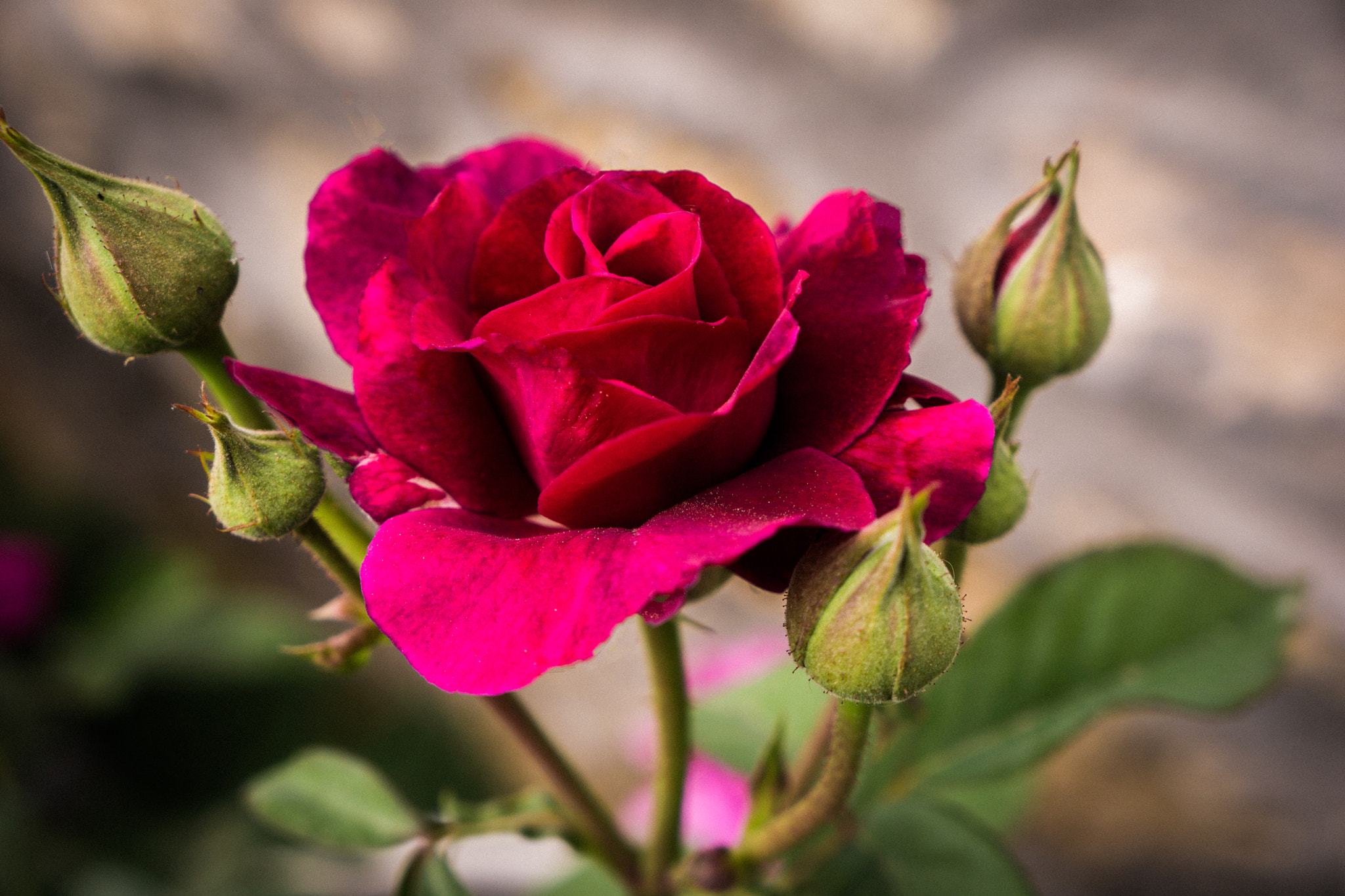 Sony a6000 + Sony E 18-55mm F3.5-5.6 OSS sample photo