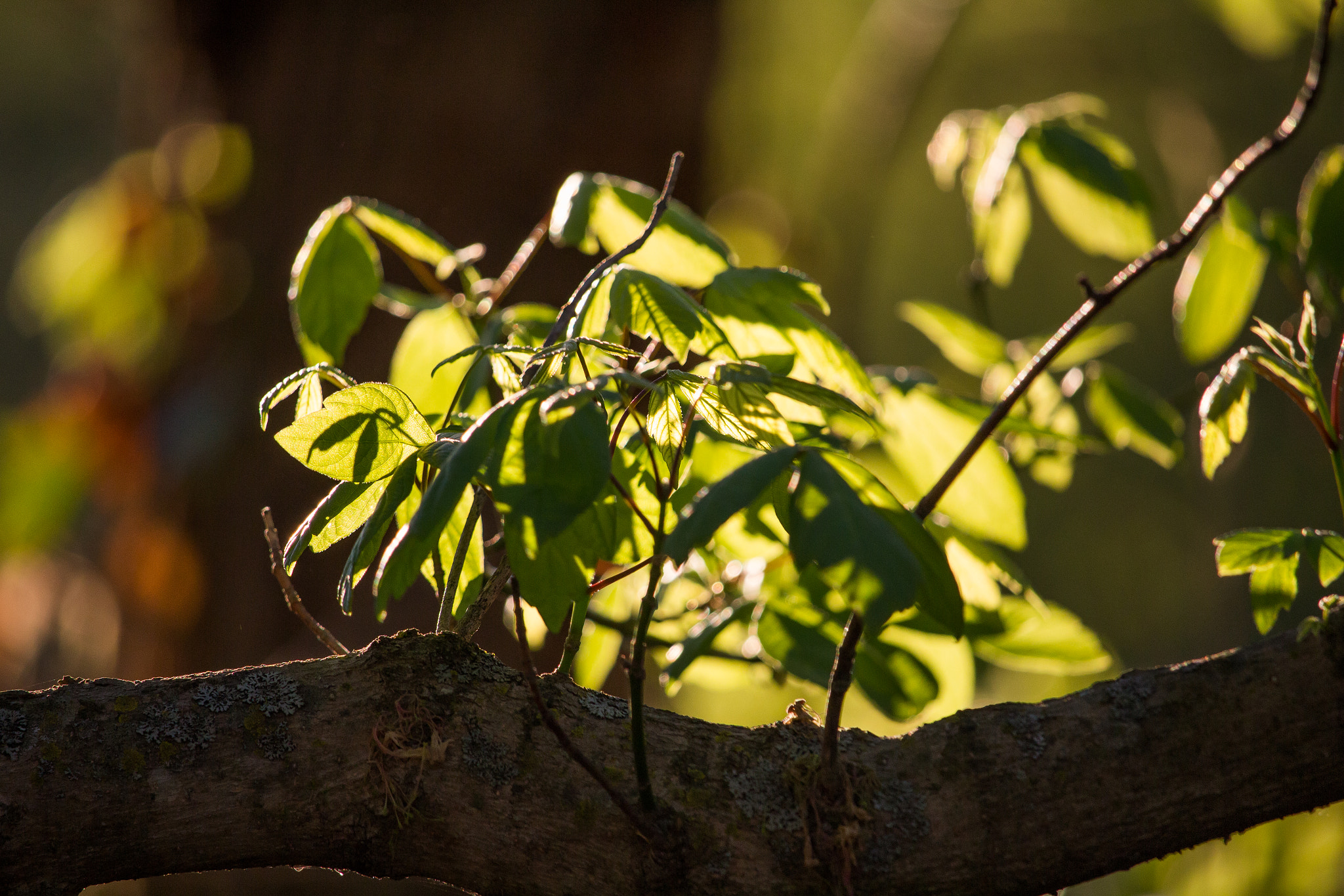 Canon EOS 100D (EOS Rebel SL1 / EOS Kiss X7) sample photo. New leaves photography
