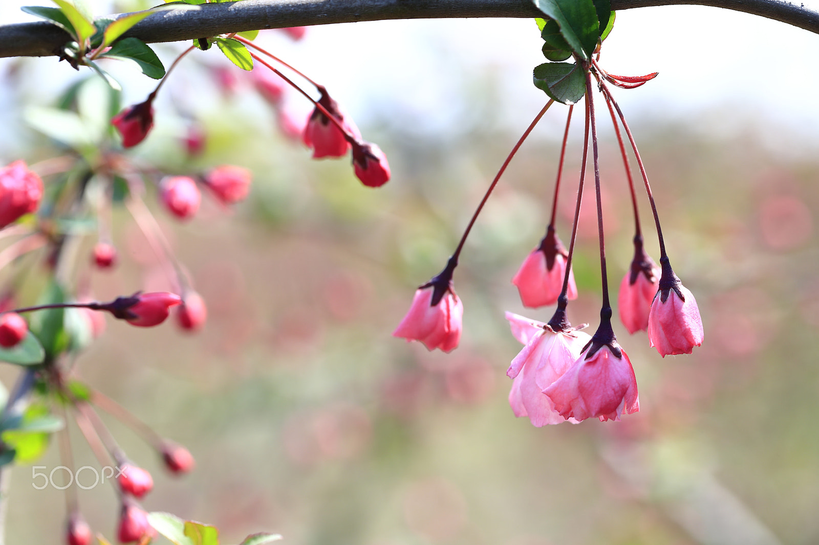 Canon EF 100mm F2.8L Macro IS USM sample photo. Hall crabapple photography
