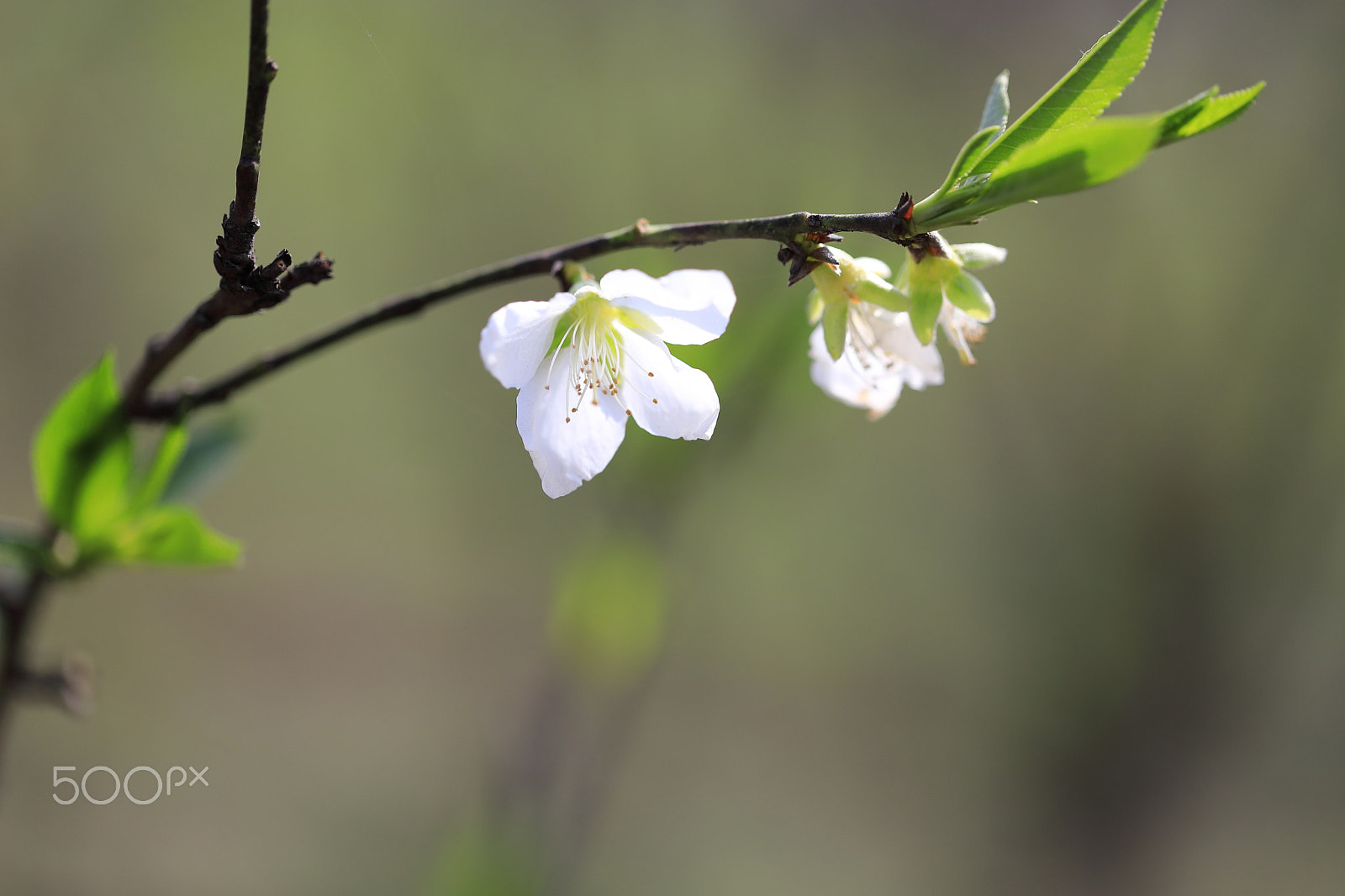 Canon EF 100mm F2.8L Macro IS USM sample photo. Peach flower photography