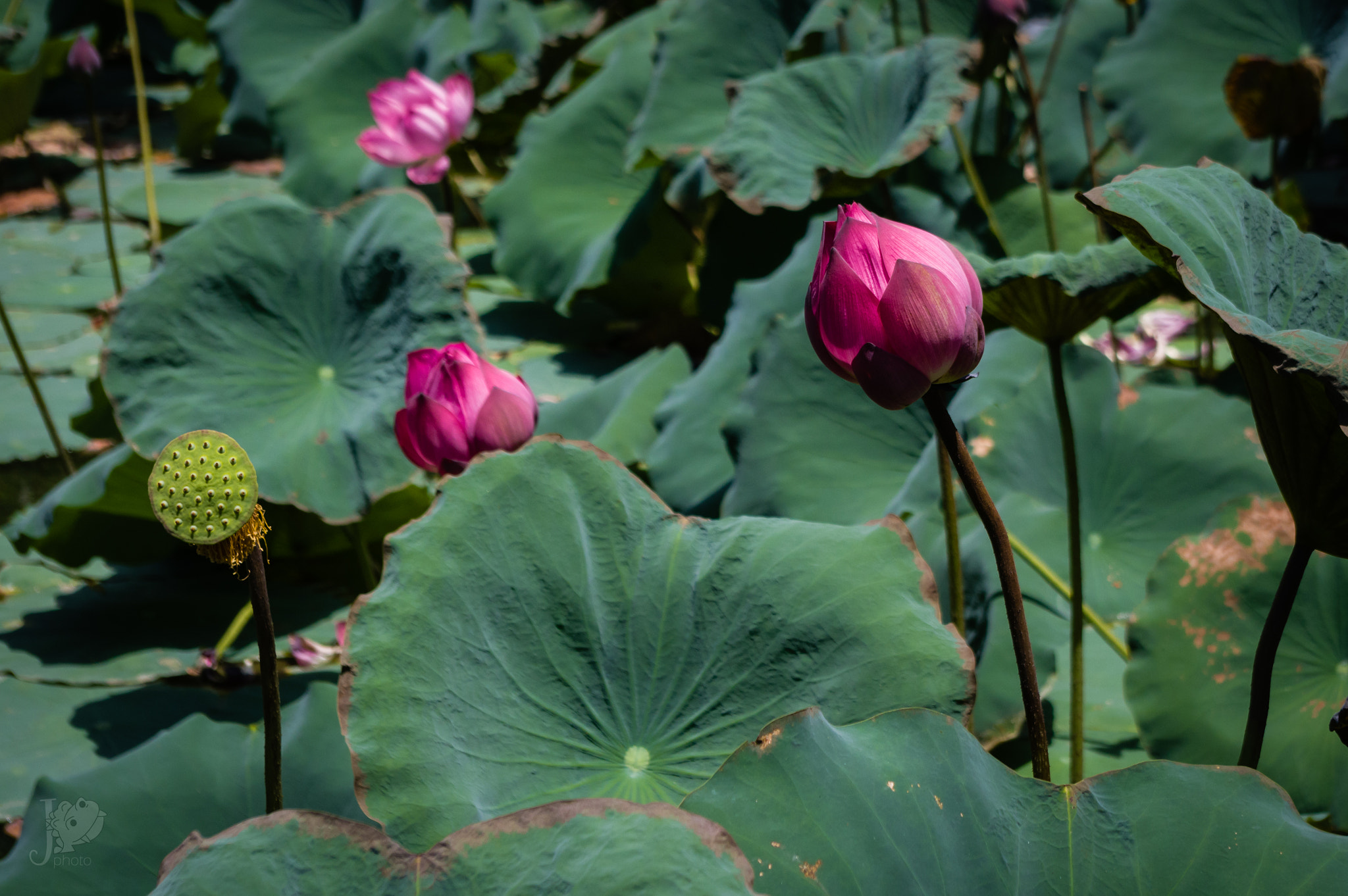 Pentax smc DA 18-55mm F3.5-5.6 AL WR sample photo. Fleurs de lotus dans la douve de la cité impériale de hué photography