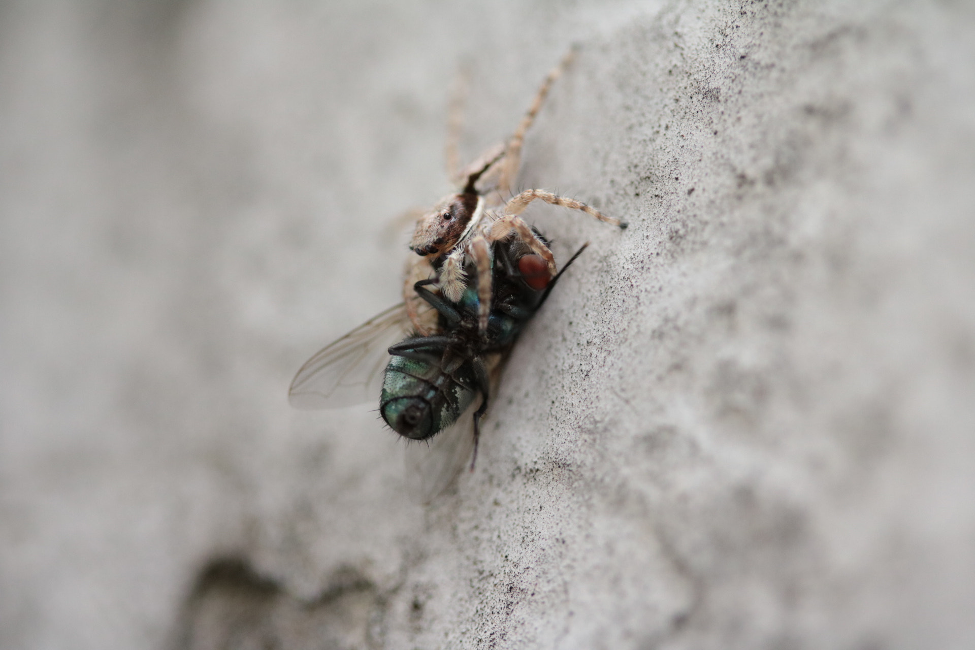 Canon EF-S 60mm F2.8 Macro USM sample photo. Food photography