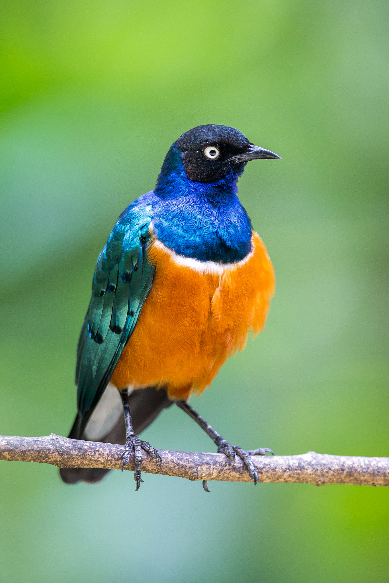 Canon EF 400mm F2.8L IS II USM sample photo. Superb starling photography