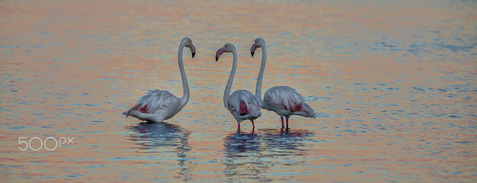 Canon EF 70-200mm F2.8L IS II USM sample photo. Flamingoes at sunset photography