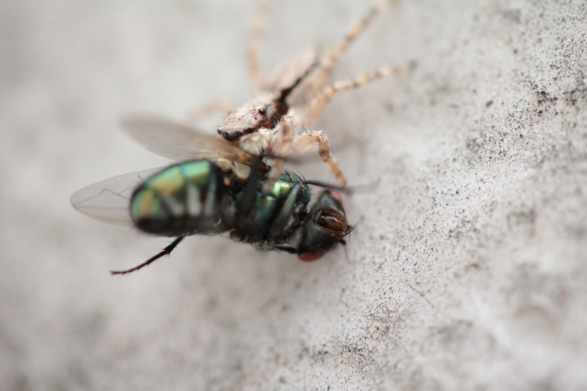 Canon EF-S 60mm F2.8 Macro USM sample photo. Food photography