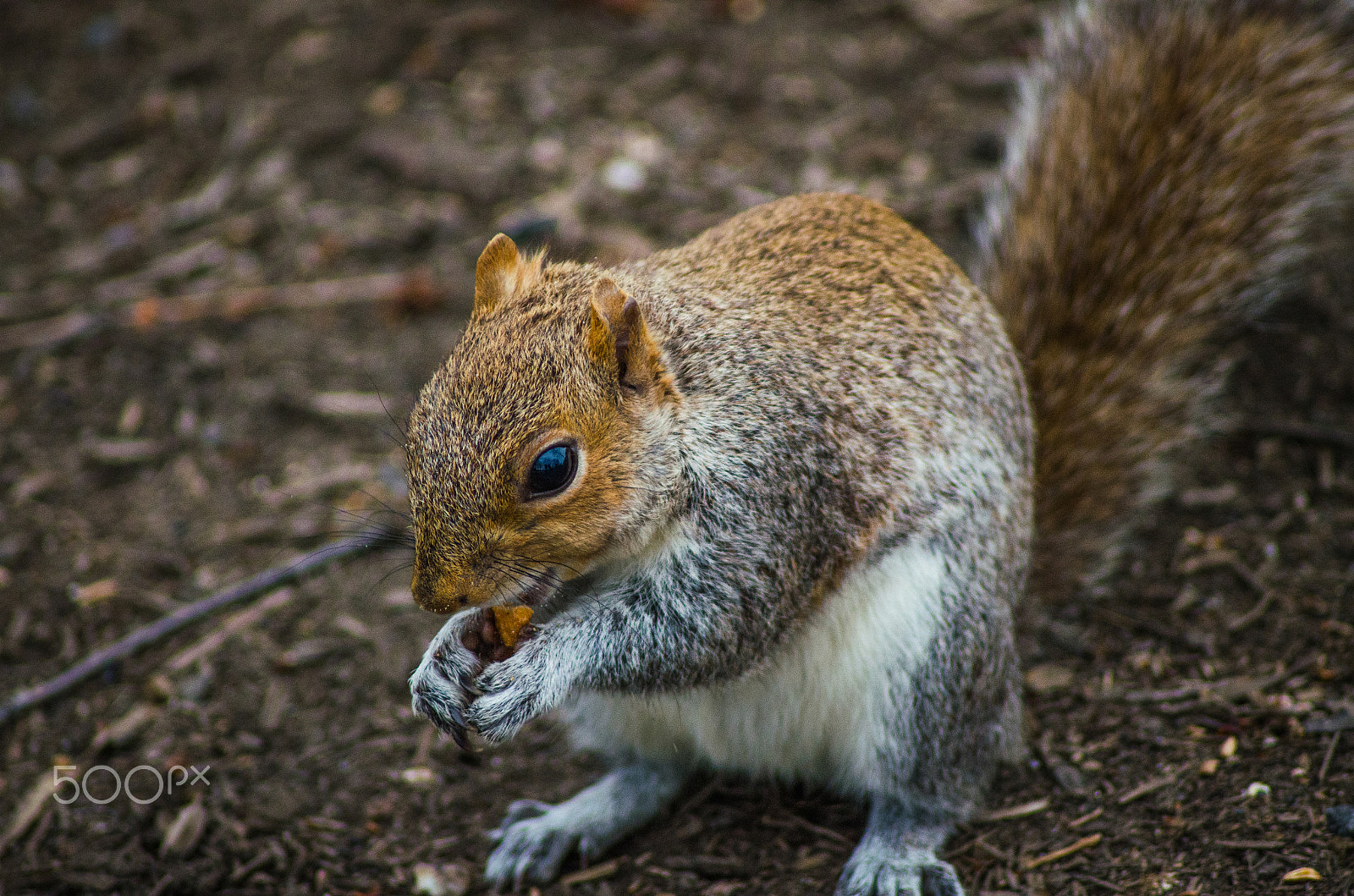Nikon D7000 sample photo. Squirrel photography