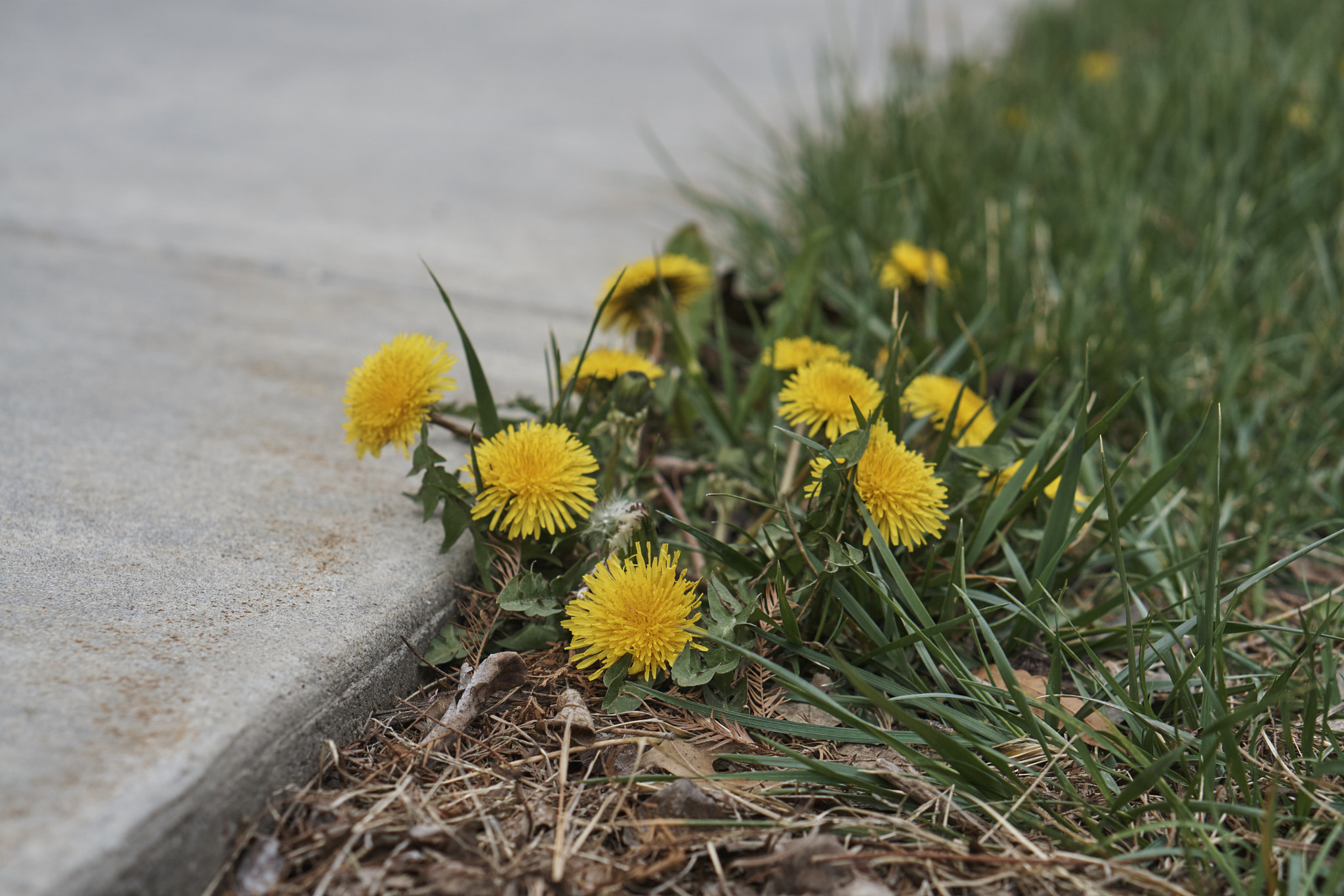 Sony a6000 + Sony E 50mm F1.8 OSS sample photo. Dandelion on the pavement photography