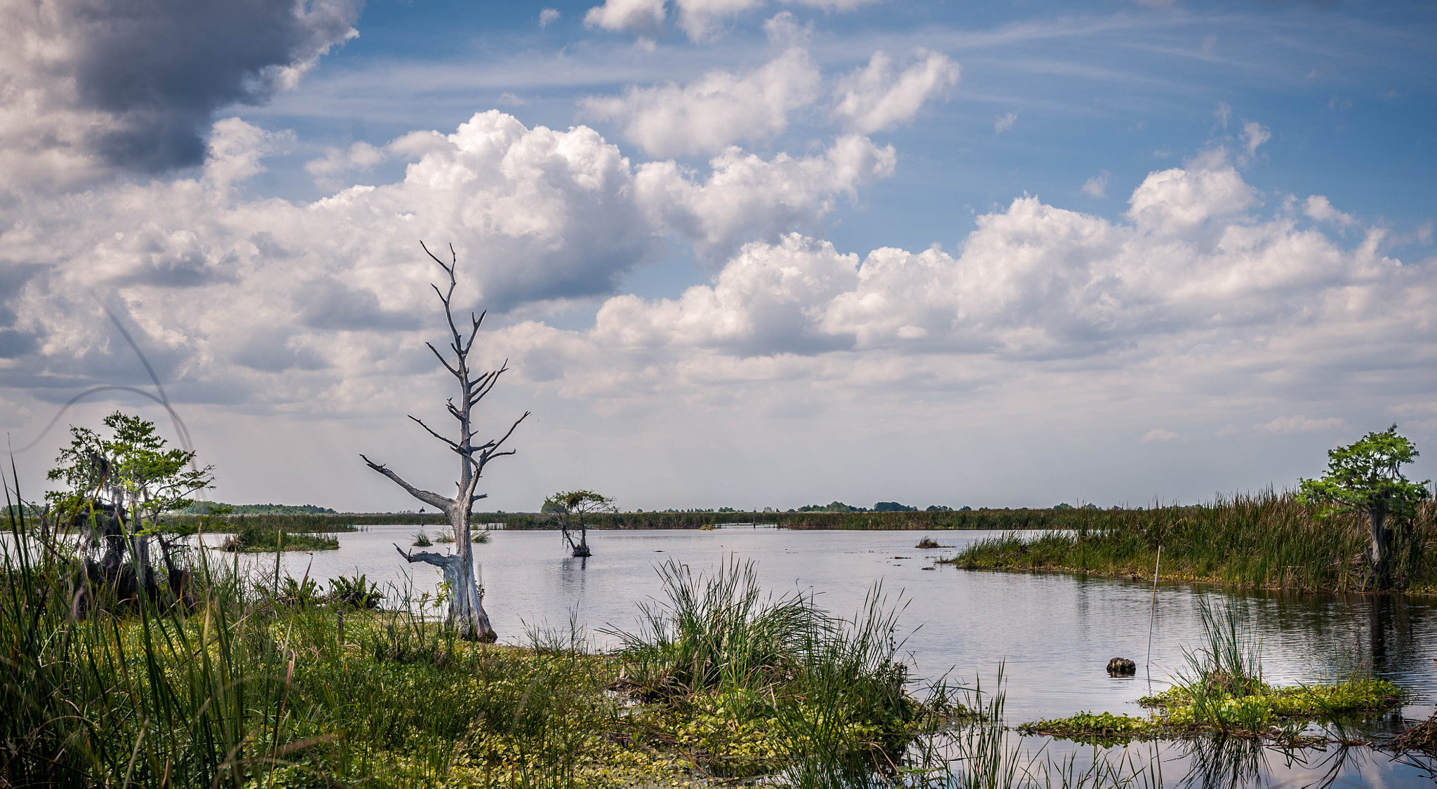 Nikon D700 + Nikon AF-S Nikkor 50mm F1.8G sample photo. Blue cypress lake photography