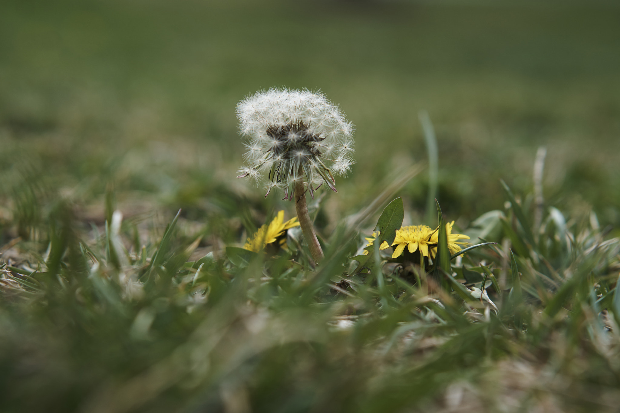 Sony E 50mm F1.8 OSS sample photo. Dandelion seed head photography