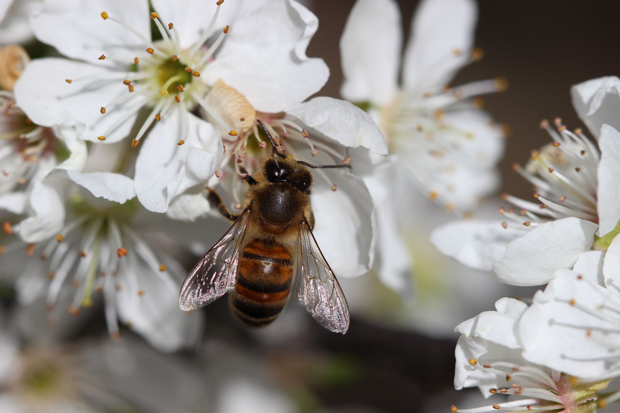Canon EF 100mm F2.8 Macro USM sample photo. Blossoms with bee photography