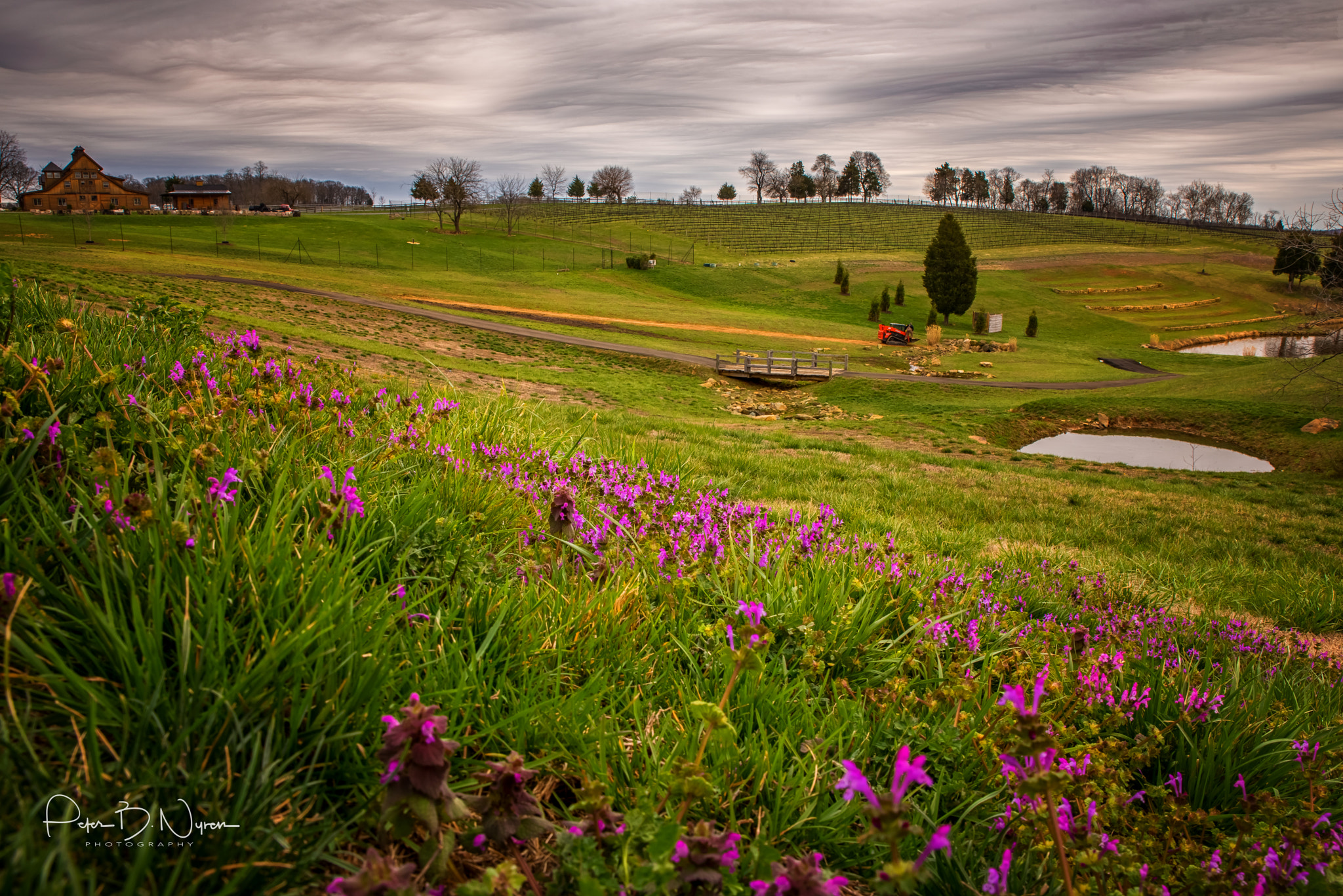 Nikon D750 sample photo. Spring flowers photography