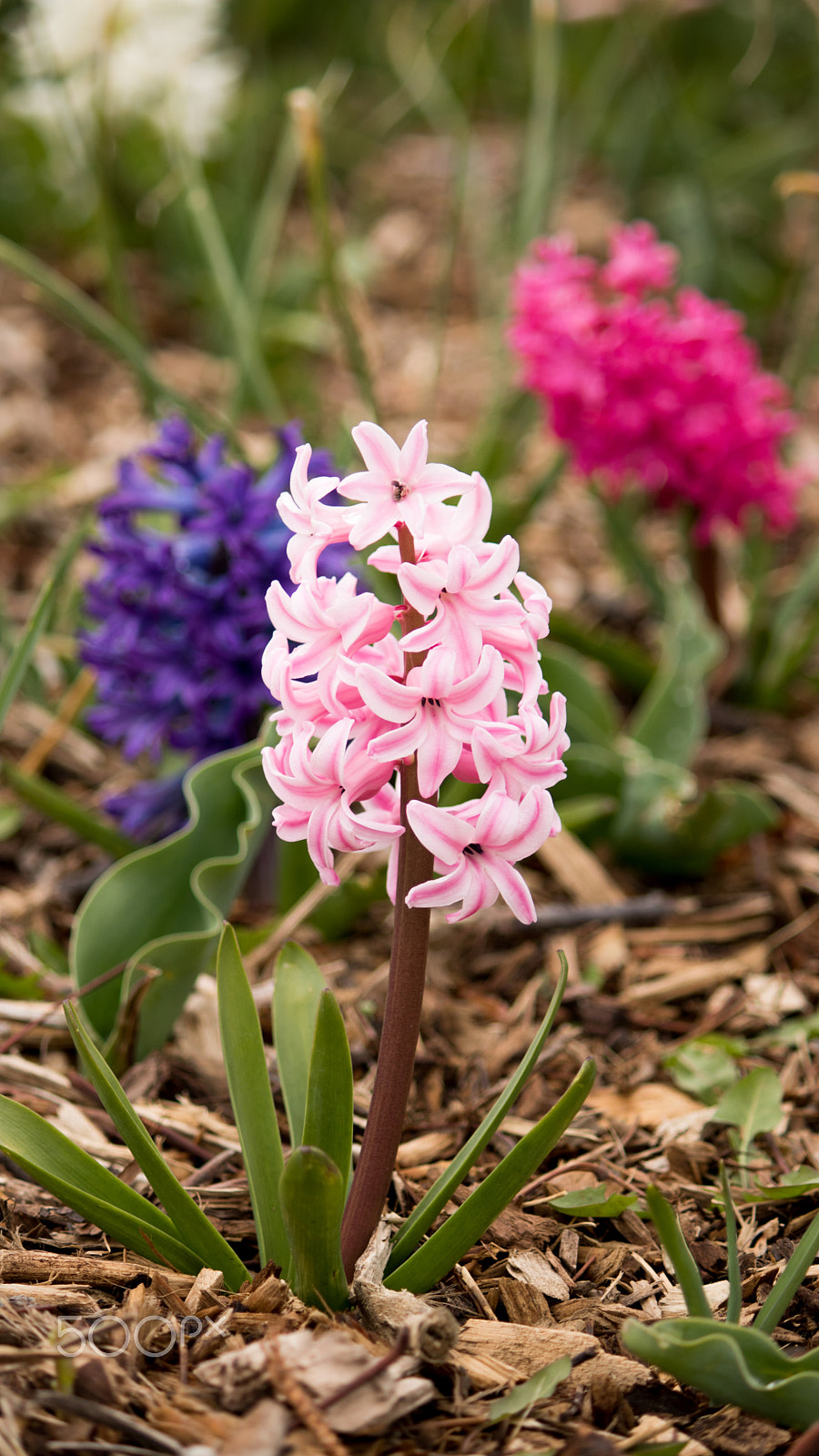 Canon EOS 750D (EOS Rebel T6i / EOS Kiss X8i) sample photo. Flower photography