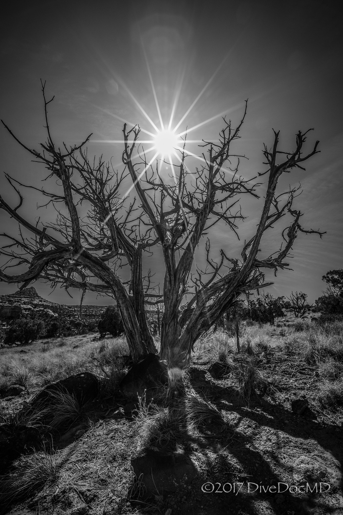 Canon EF 16-35mm F2.8L II USM sample photo. B &w tree in utah photography