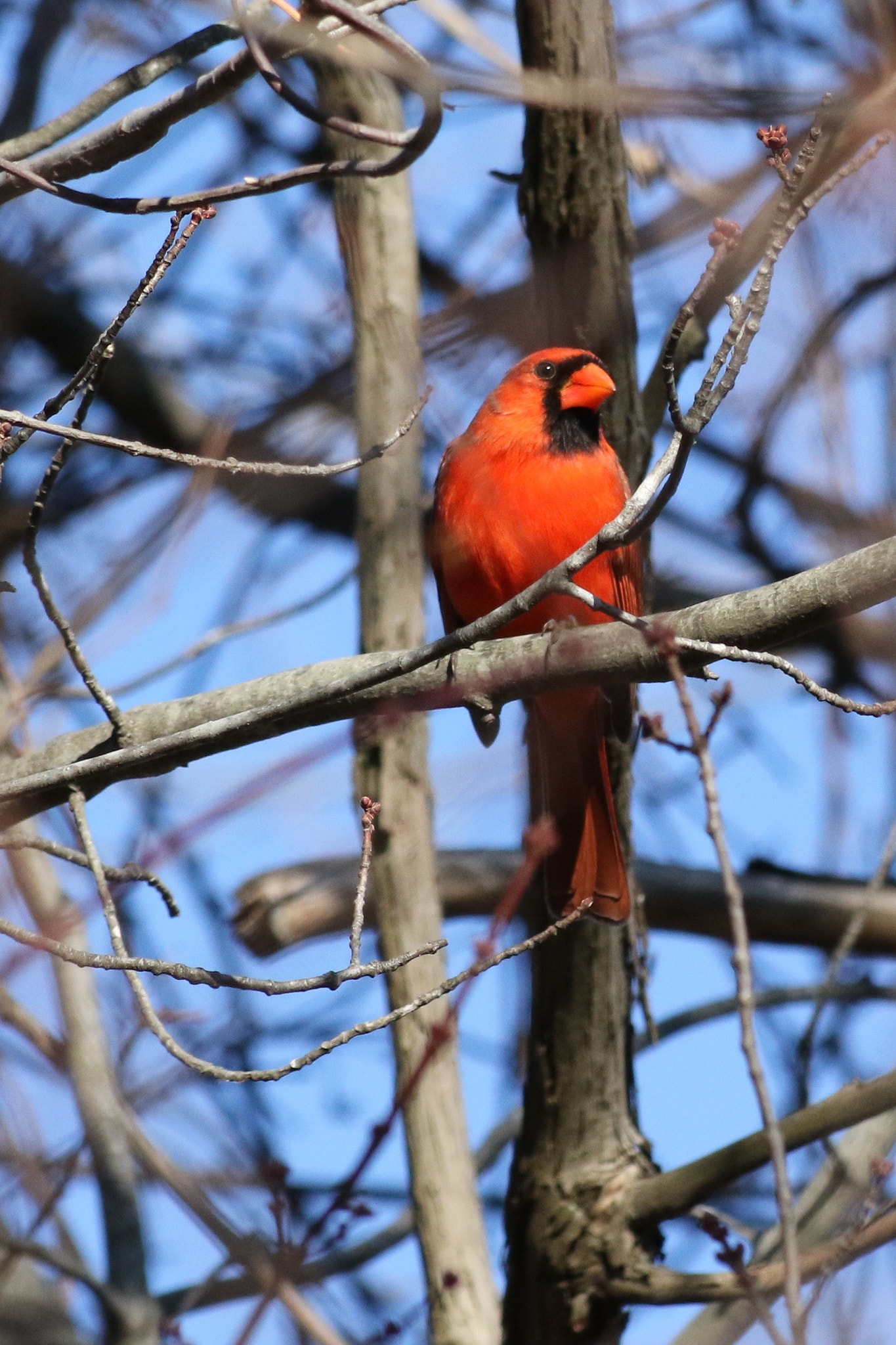 Canon EF 70-300mm F4-5.6 IS USM sample photo. Red bird photography