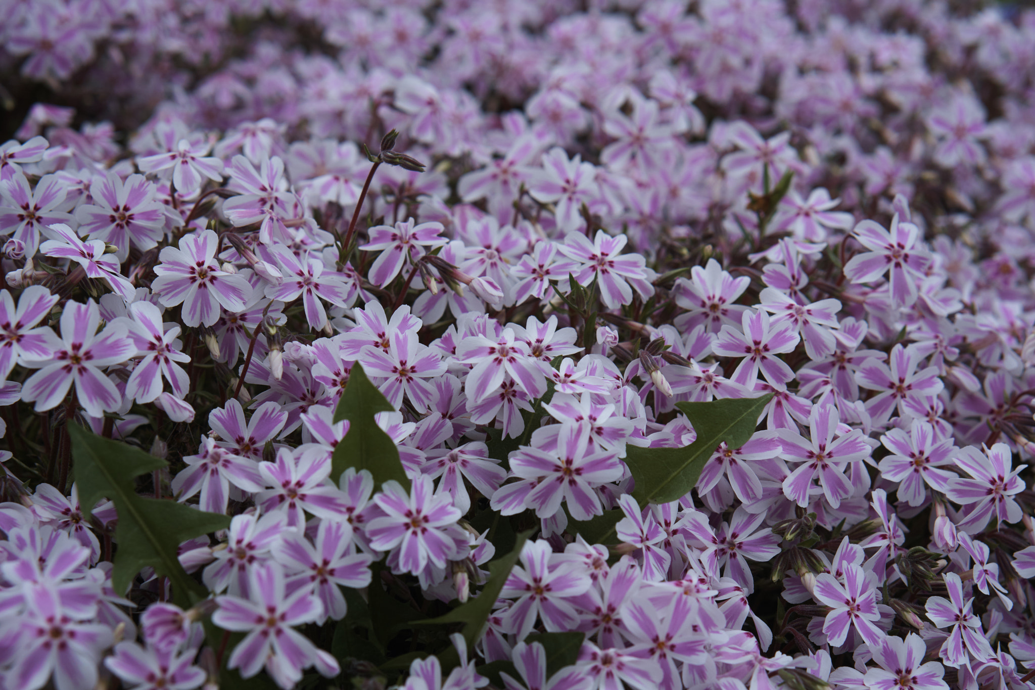 Sony E 50mm F1.8 OSS sample photo. Purple flowers photography