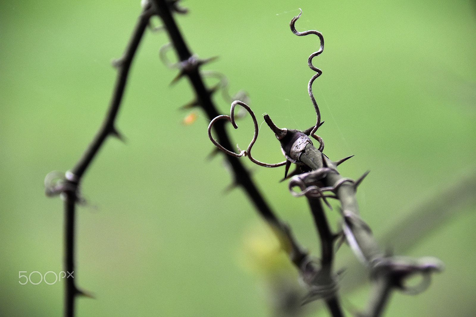 Sigma 18-250mm F3.5-6.3 DC Macro OS HSM sample photo. Nature has a heart photography