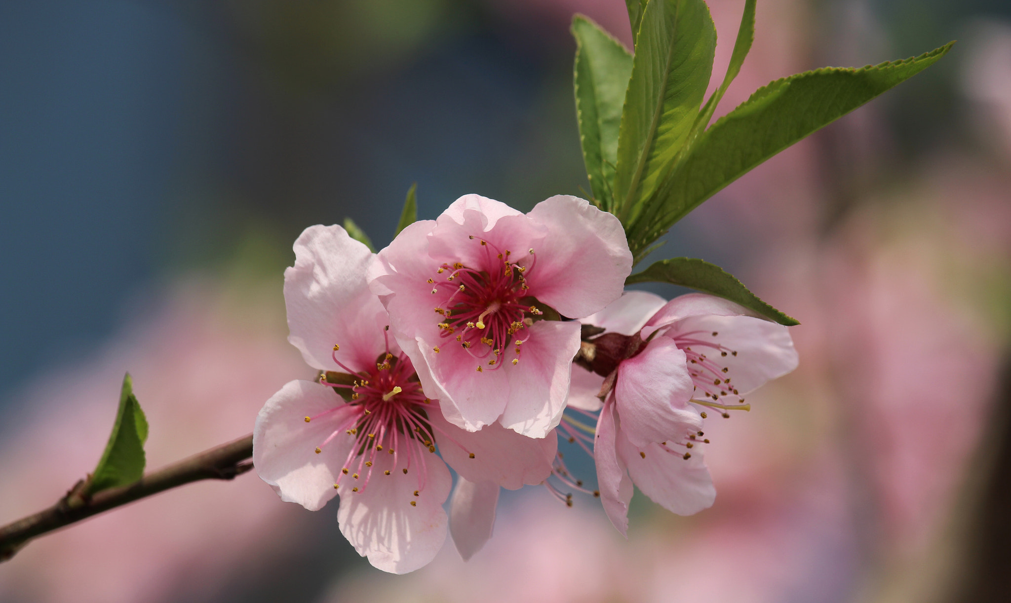 Canon EF-S 55-250mm F4-5.6 IS STM sample photo