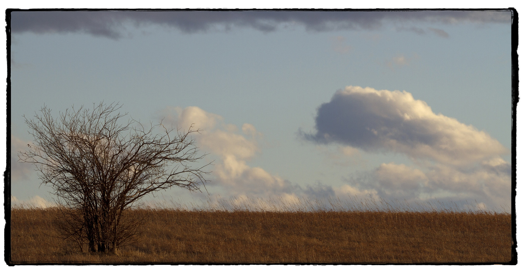 Canon EOS 7D + 150-600mm F5-6.3 DG OS HSM | Contemporary 015 sample photo. Bush and clouds. photography