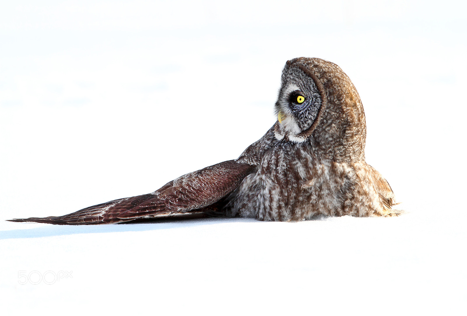 Canon EF 500mm F4L IS USM sample photo. Great gray owl photography