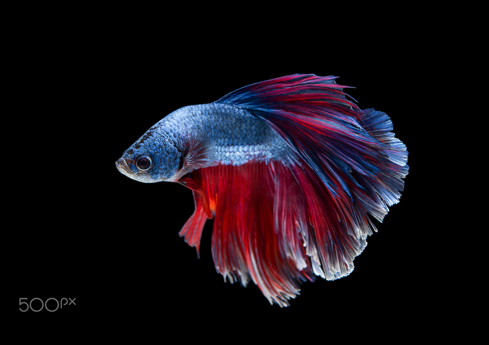 Nikon D600 + Nikon AF-S Micro-Nikkor 60mm F2.8G ED sample photo. Blue - red color of halfmoon betta fish or siamese fighting fish photography