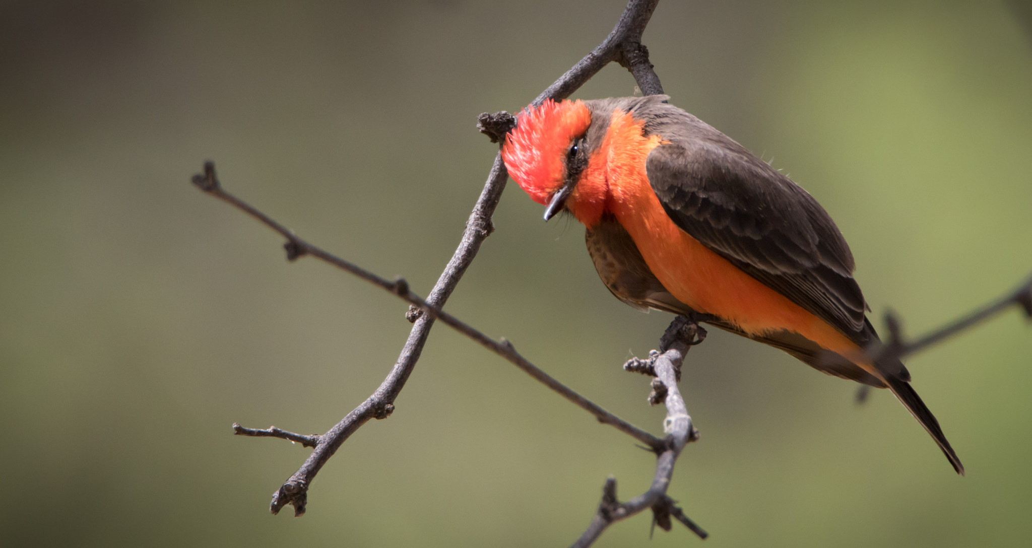 Tamron SP 150-600mm F5-6.3 Di VC USD sample photo. Vermillion flycatcher photography