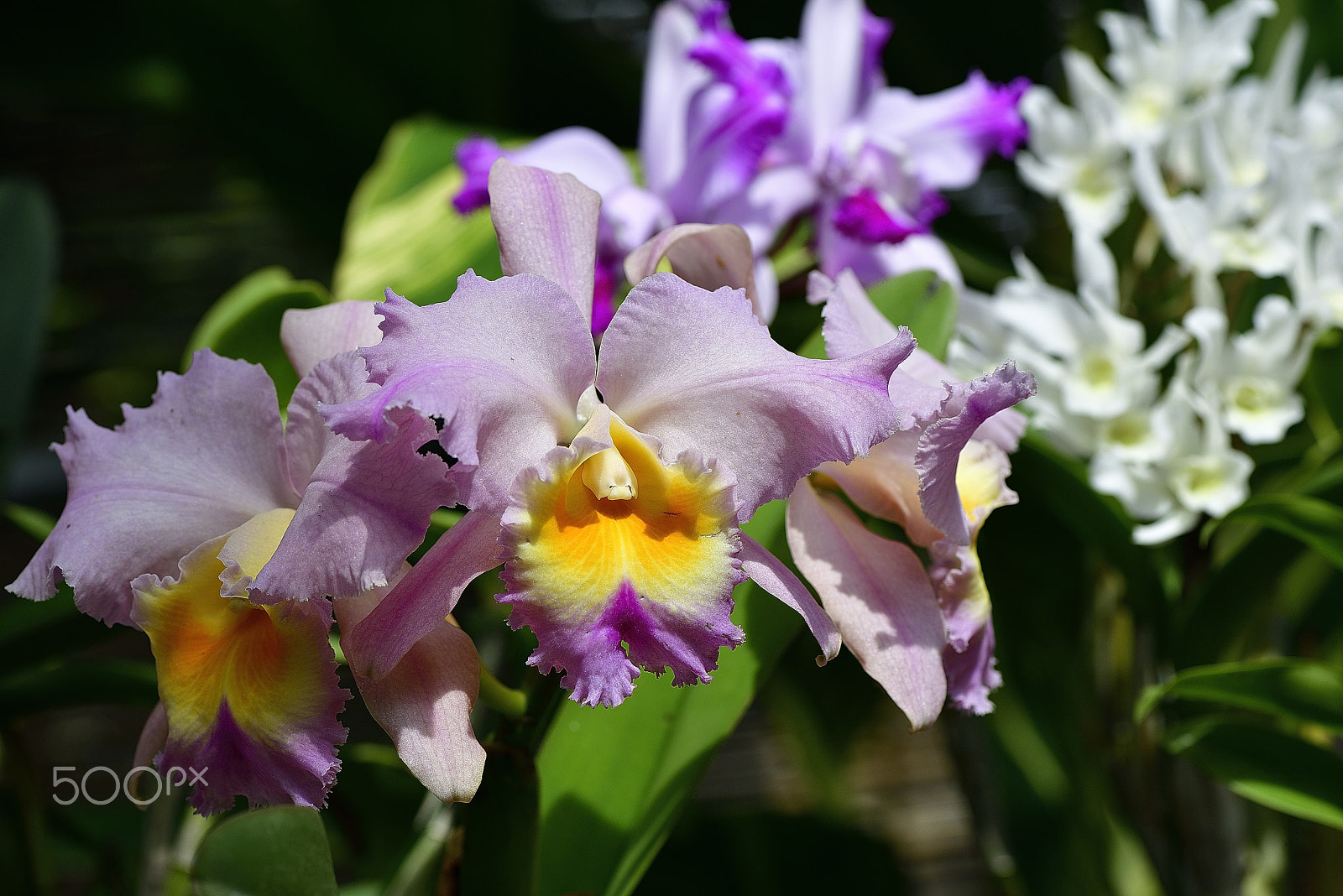 Nikon AF-S Micro-Nikkor 105mm F2.8G IF-ED VR sample photo. Orchid flower photography