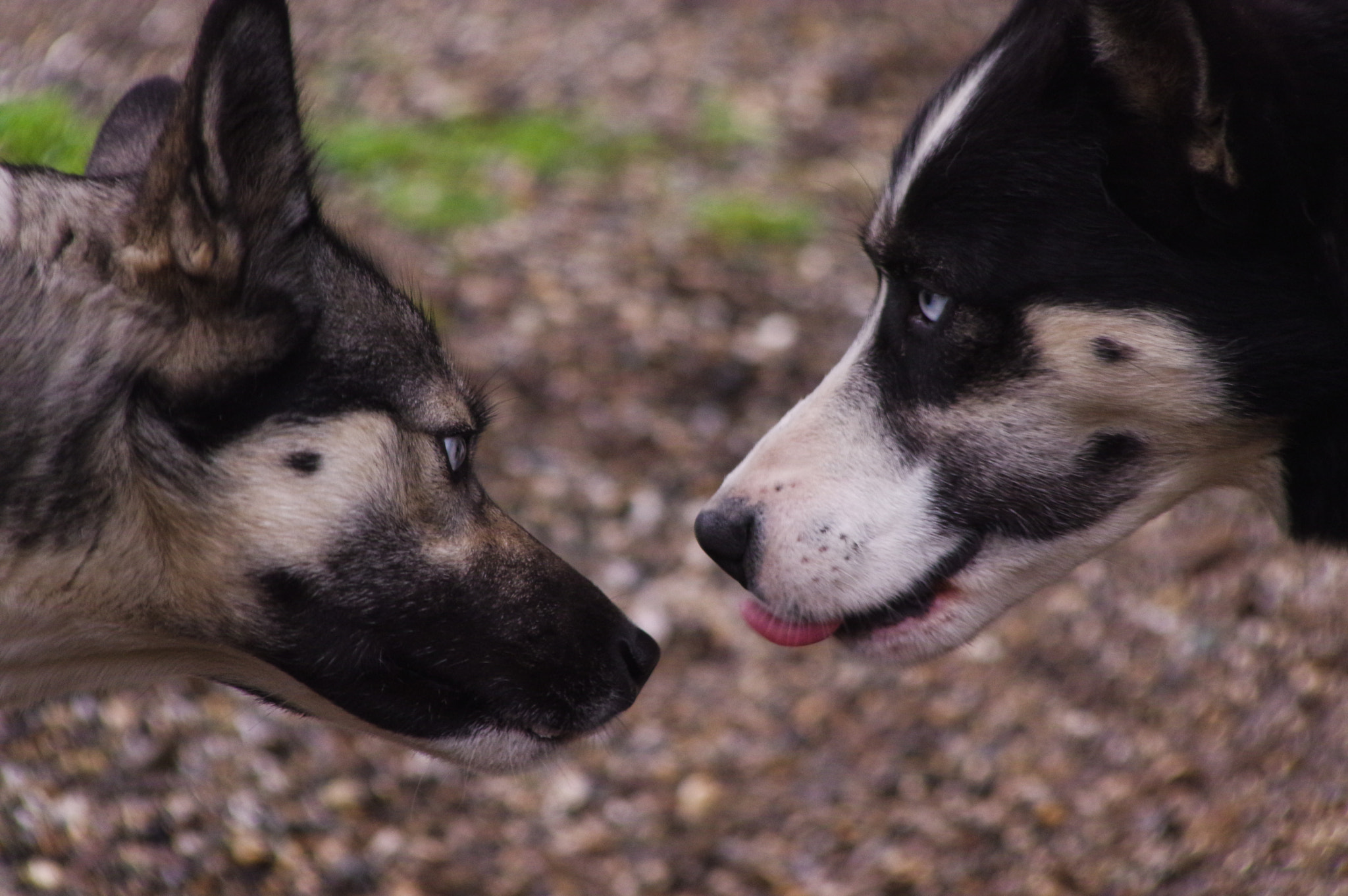 Pentax K-3 + Sigma sample photo. Bet you can't catch my tongue photography