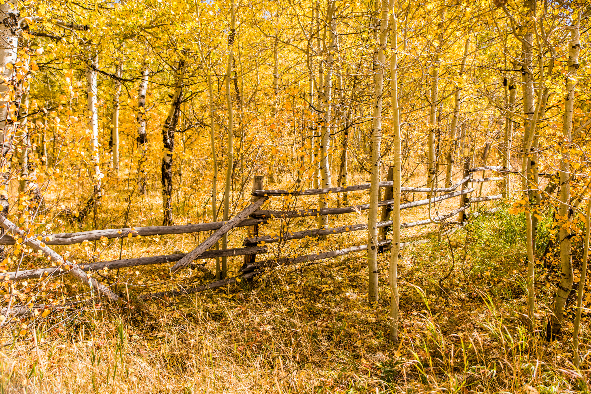 Nikon D810 sample photo. Fence and fall photography