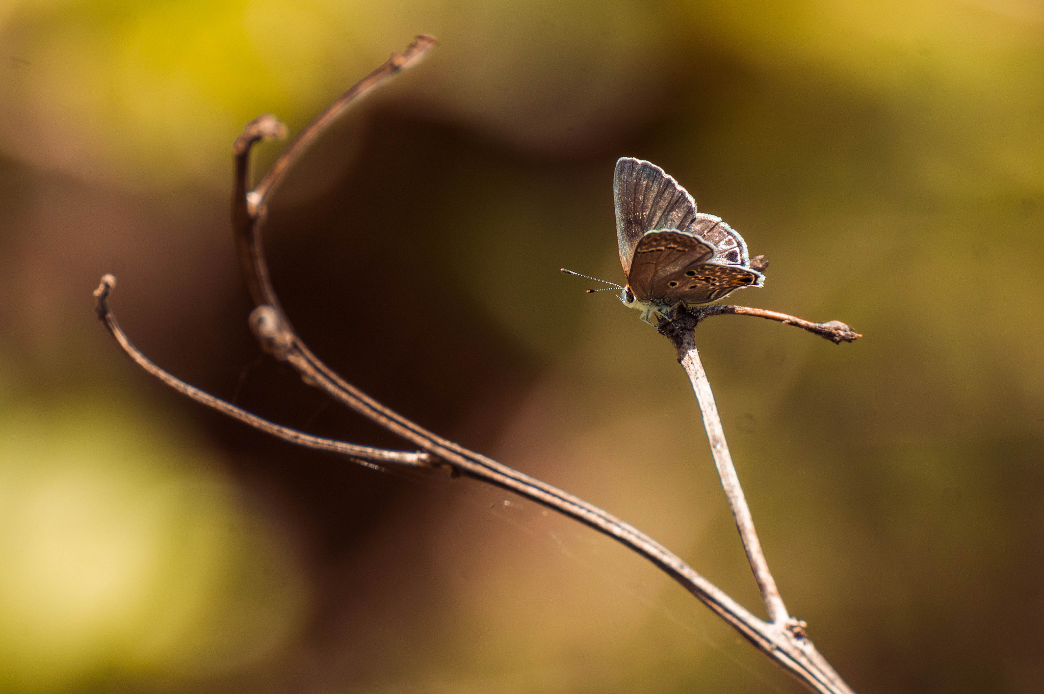 Nikon D3200 sample photo. Butterfly photography